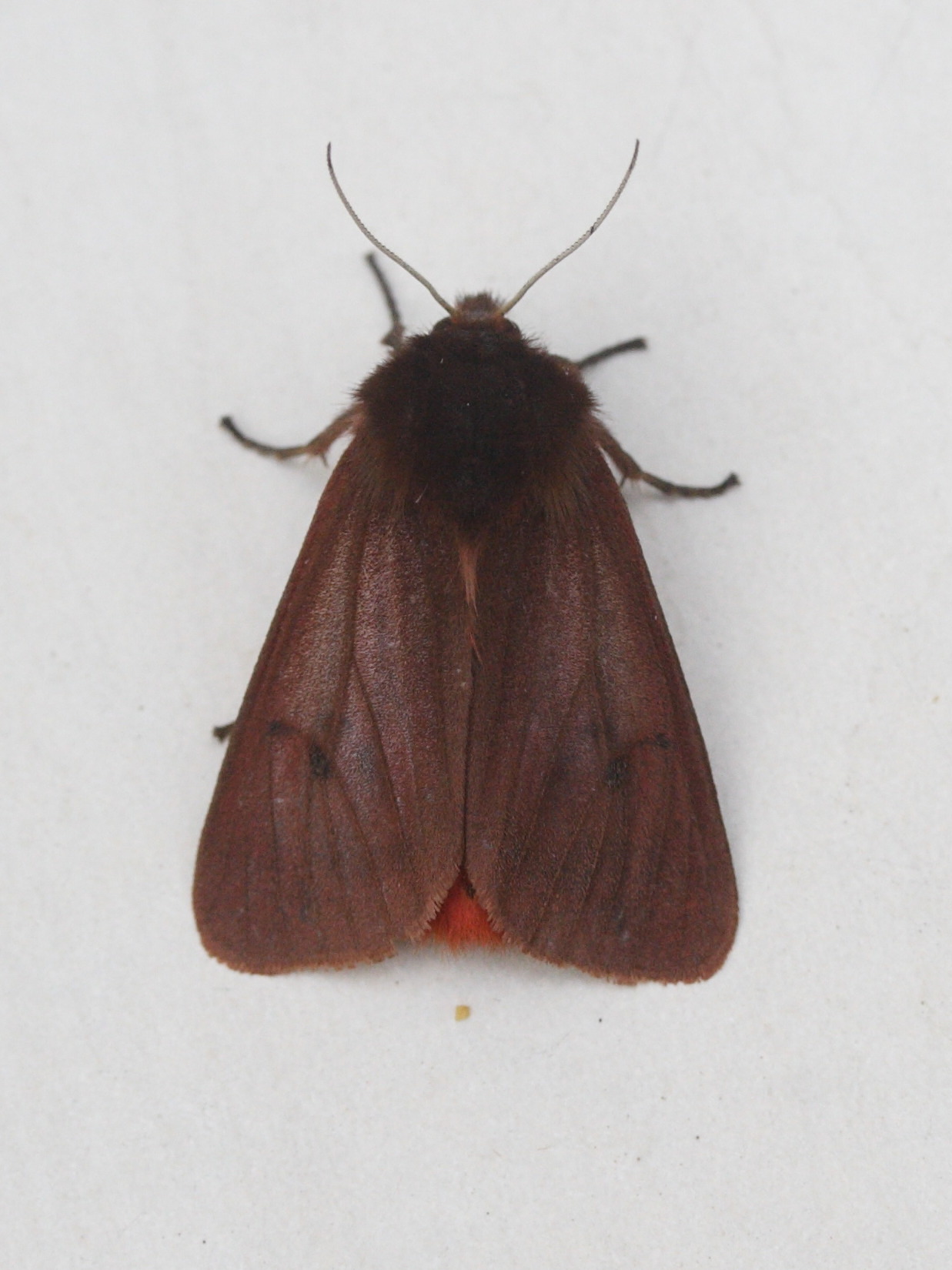 phragmatobia_fuliginosa1md