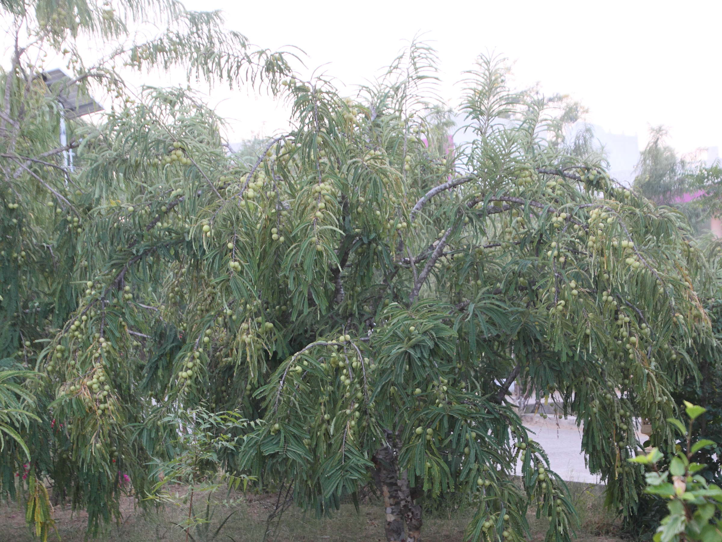 phyllanthus_emblica3md