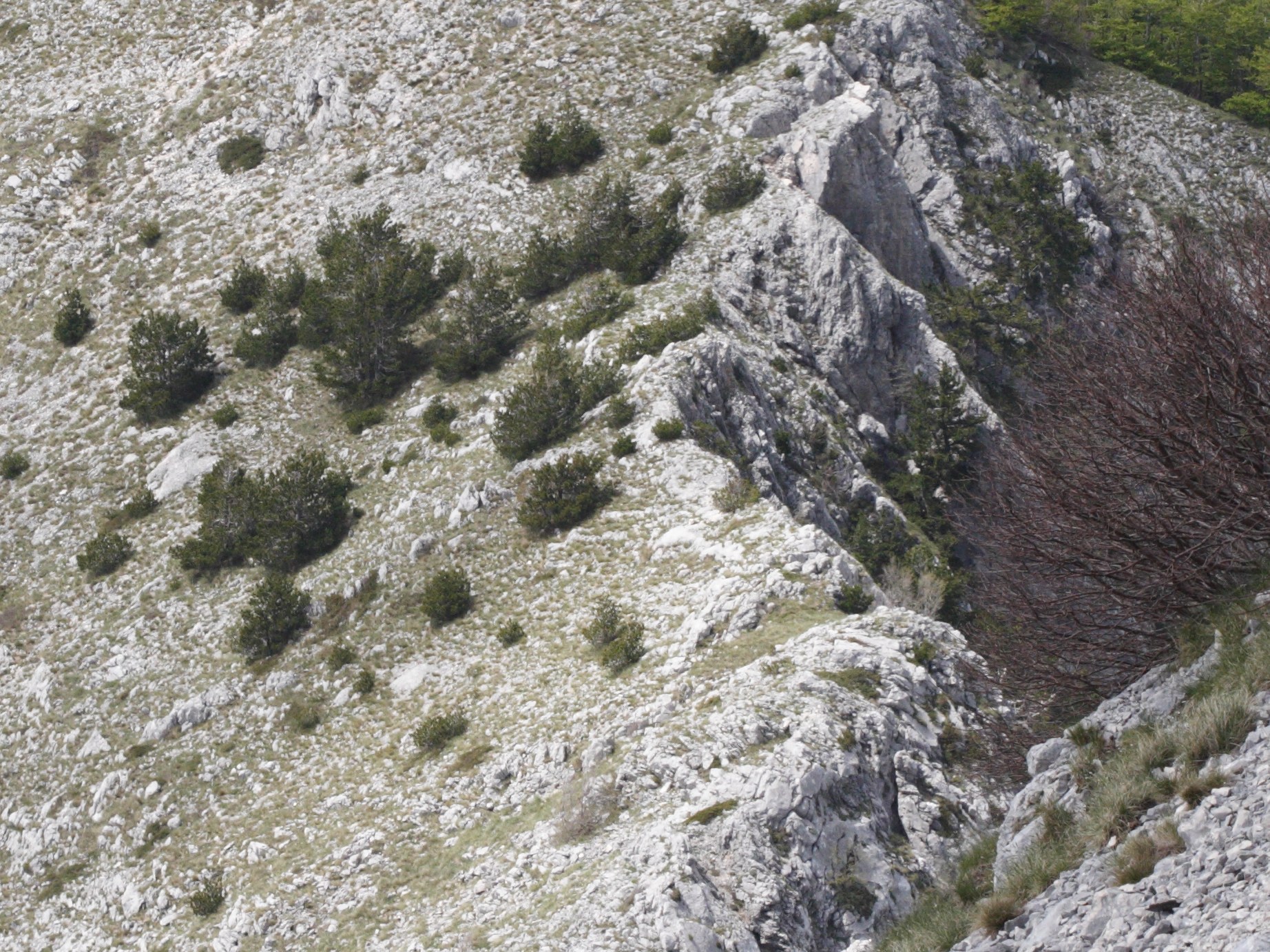 pinus_heldreichii3md