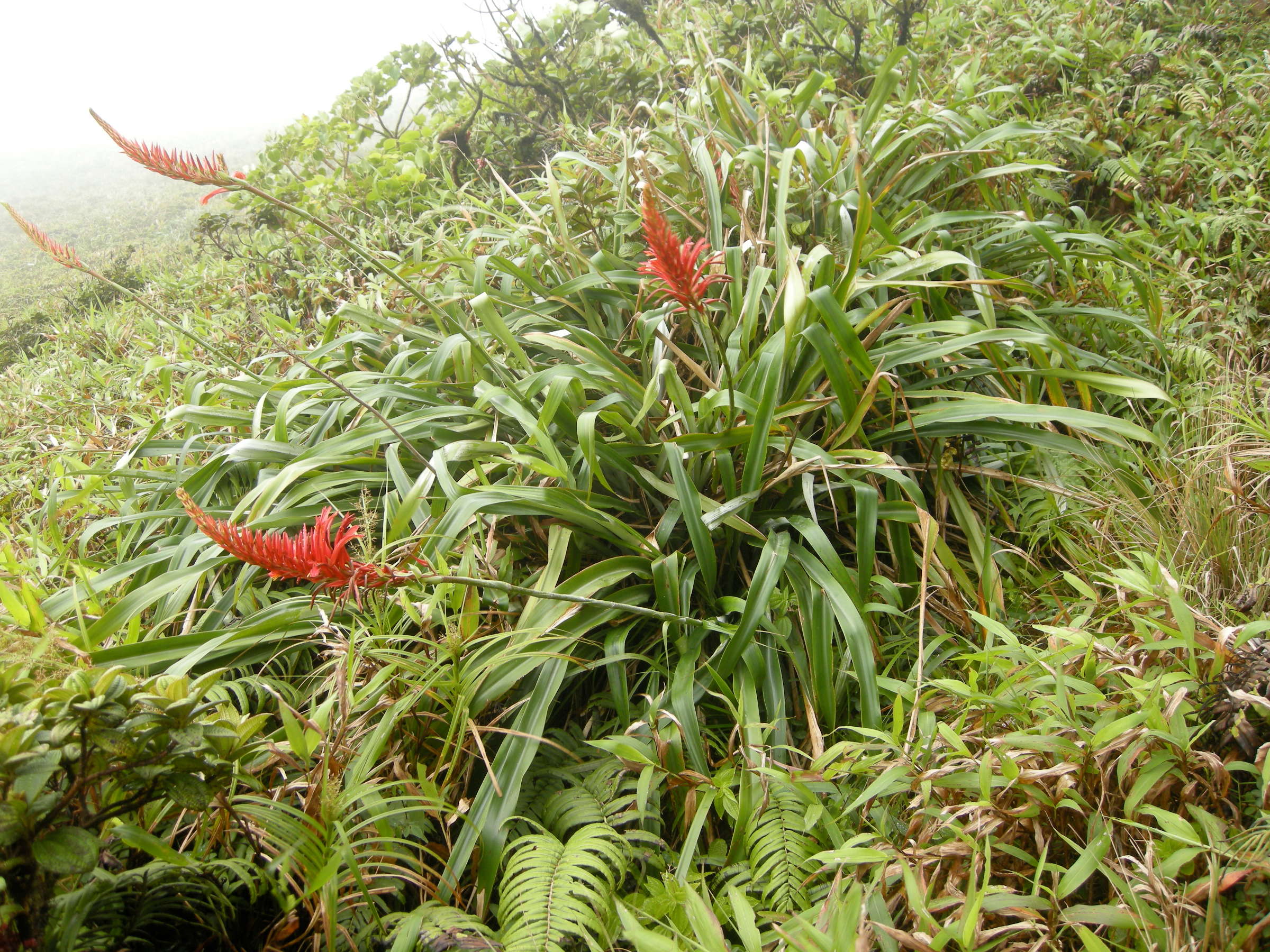 pitcairnia_spicata2md