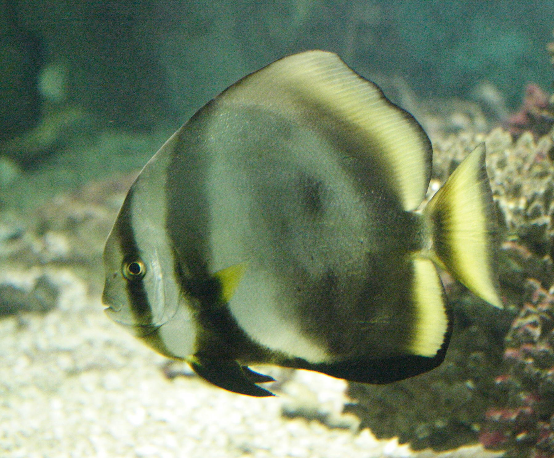 Afficher le média platax_orbicularis2md platax_orbicularis2md