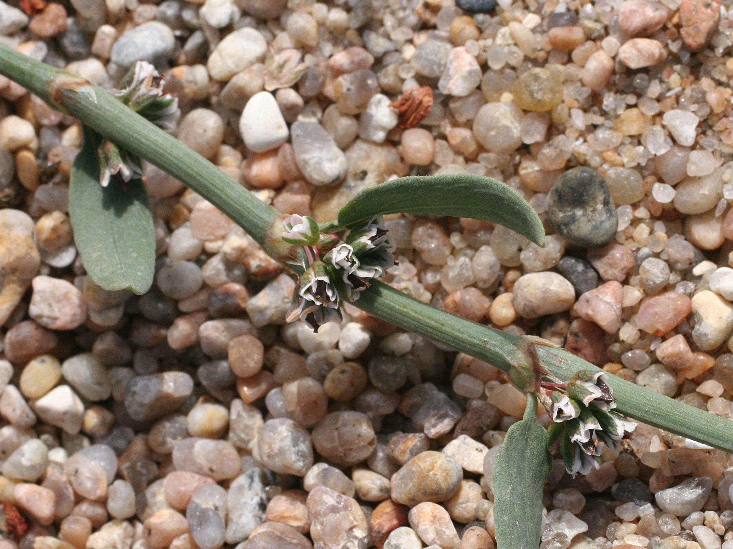 Afficher le média polygonum_raii4md polygonum_raii4md