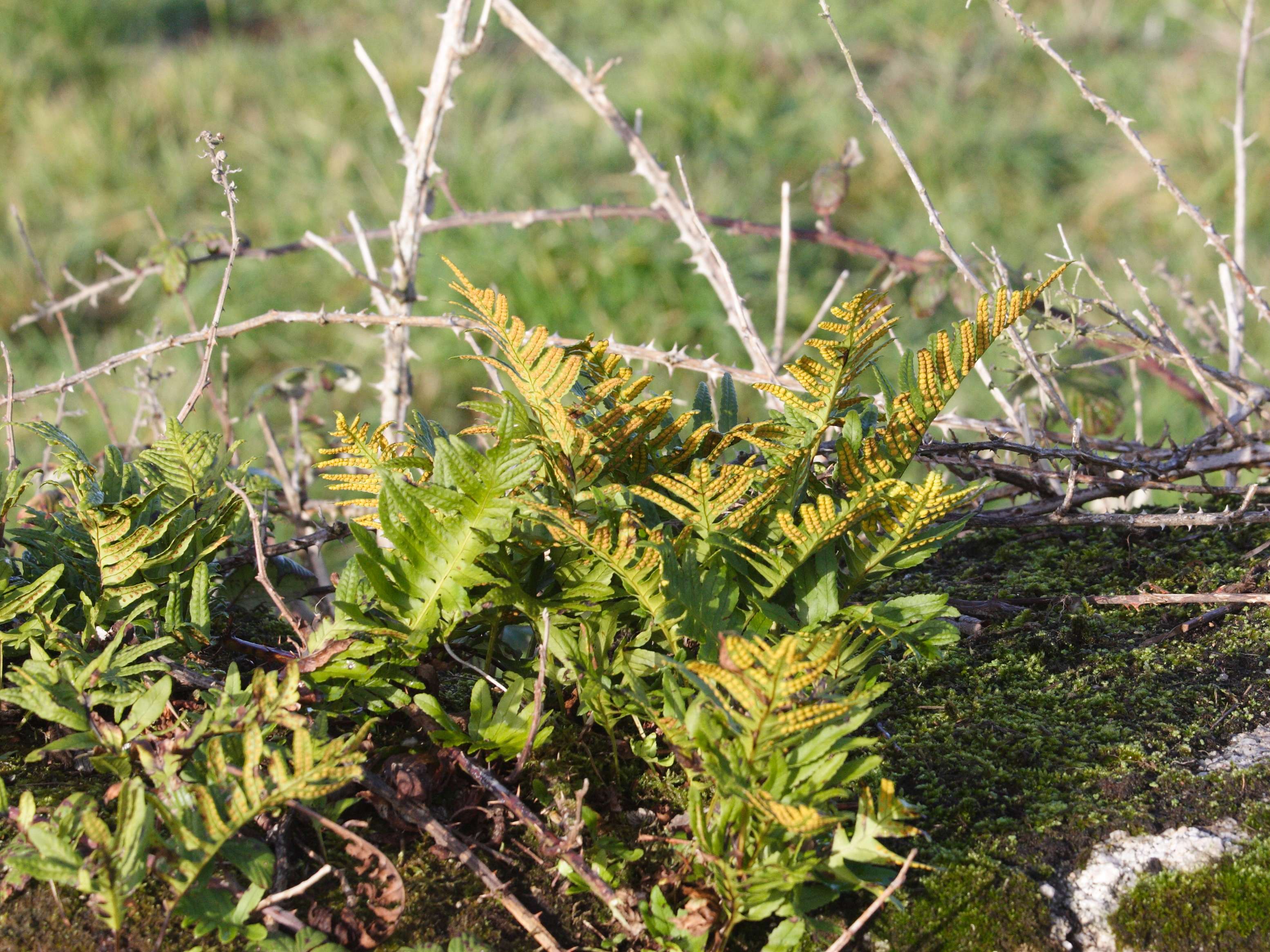 Afficher le média polypodium_vulgare3md polypodium_vulgare3md