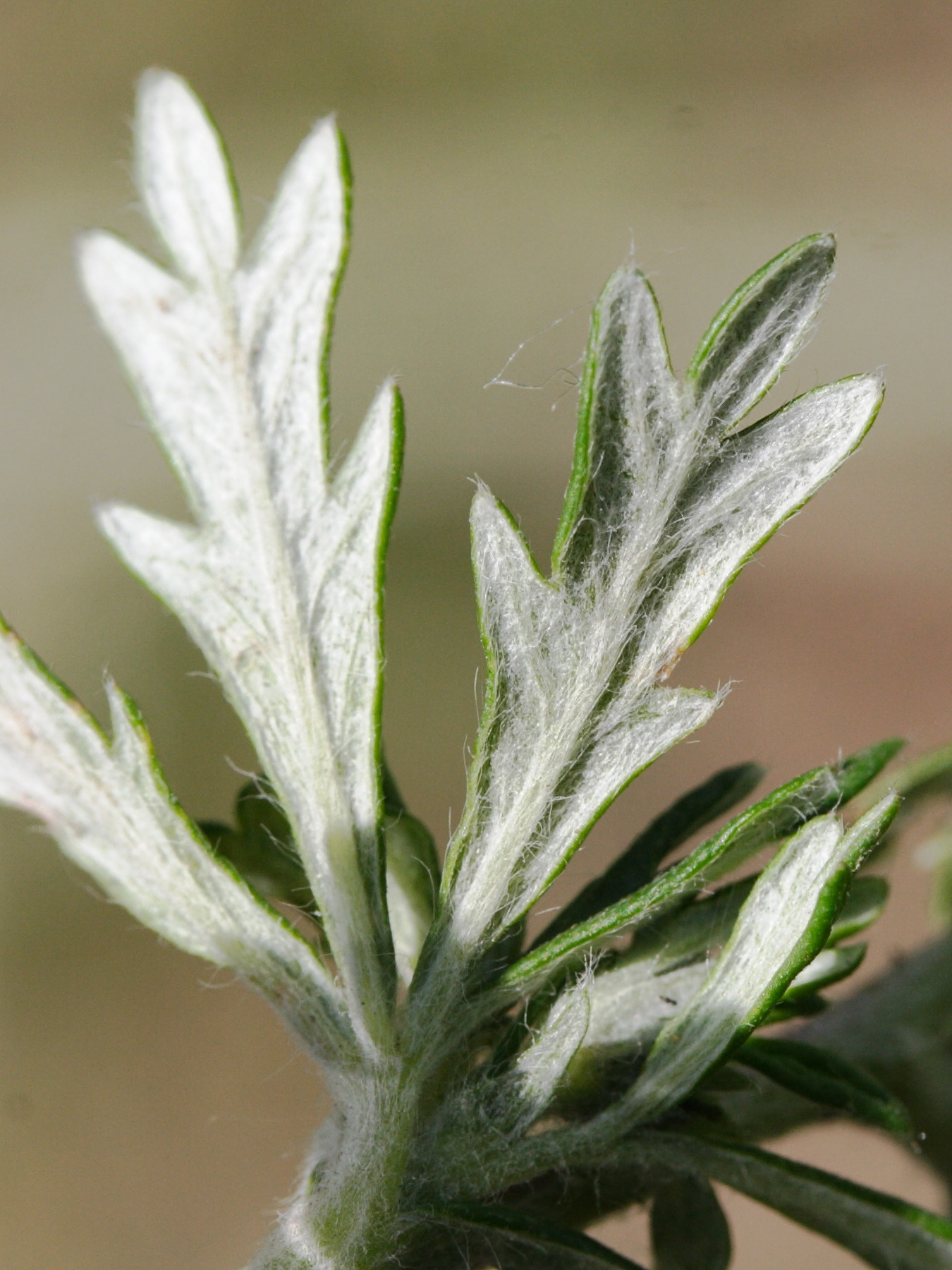 potentilla_argentea3md