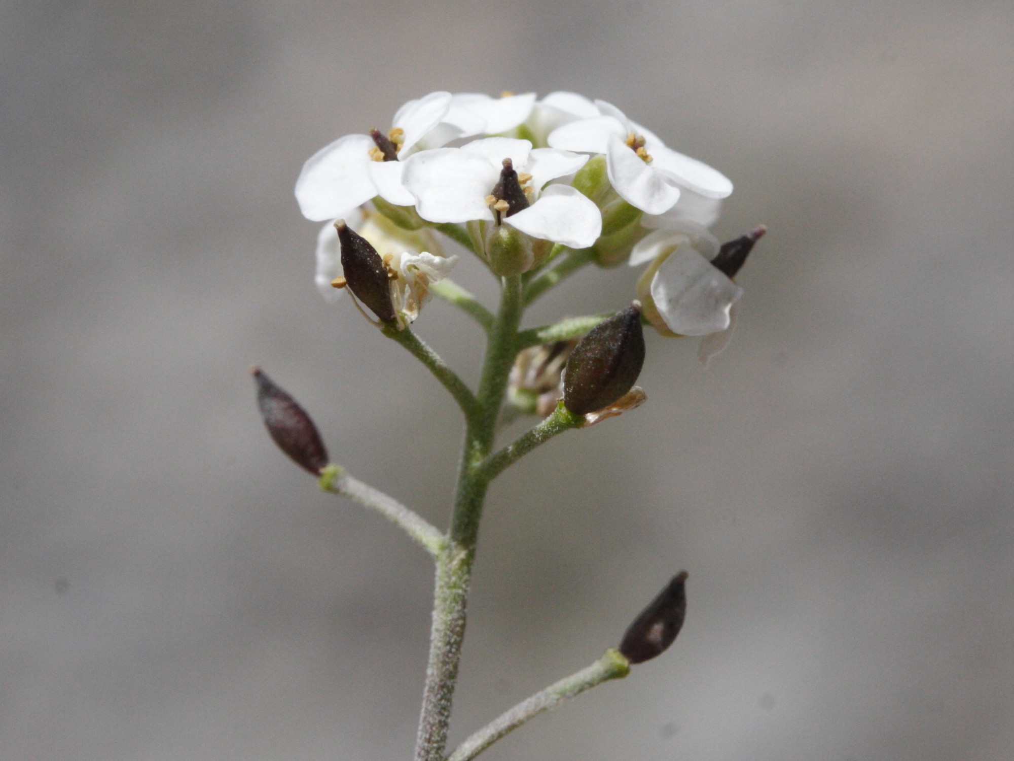 pritzelago_alpina4md