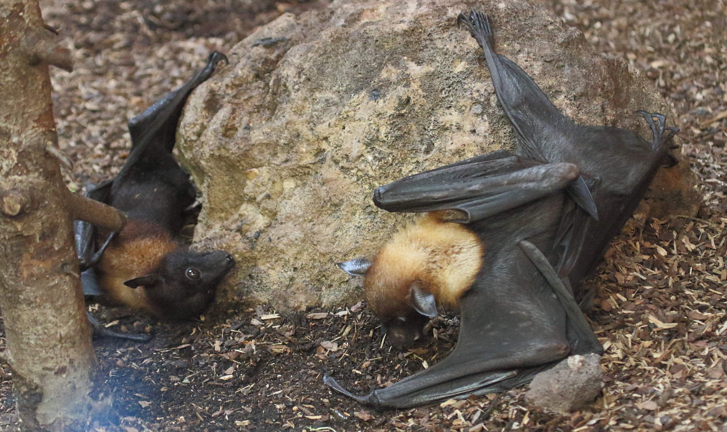 Afficher le média pteropus_lylei4bd pteropus_lylei4bd