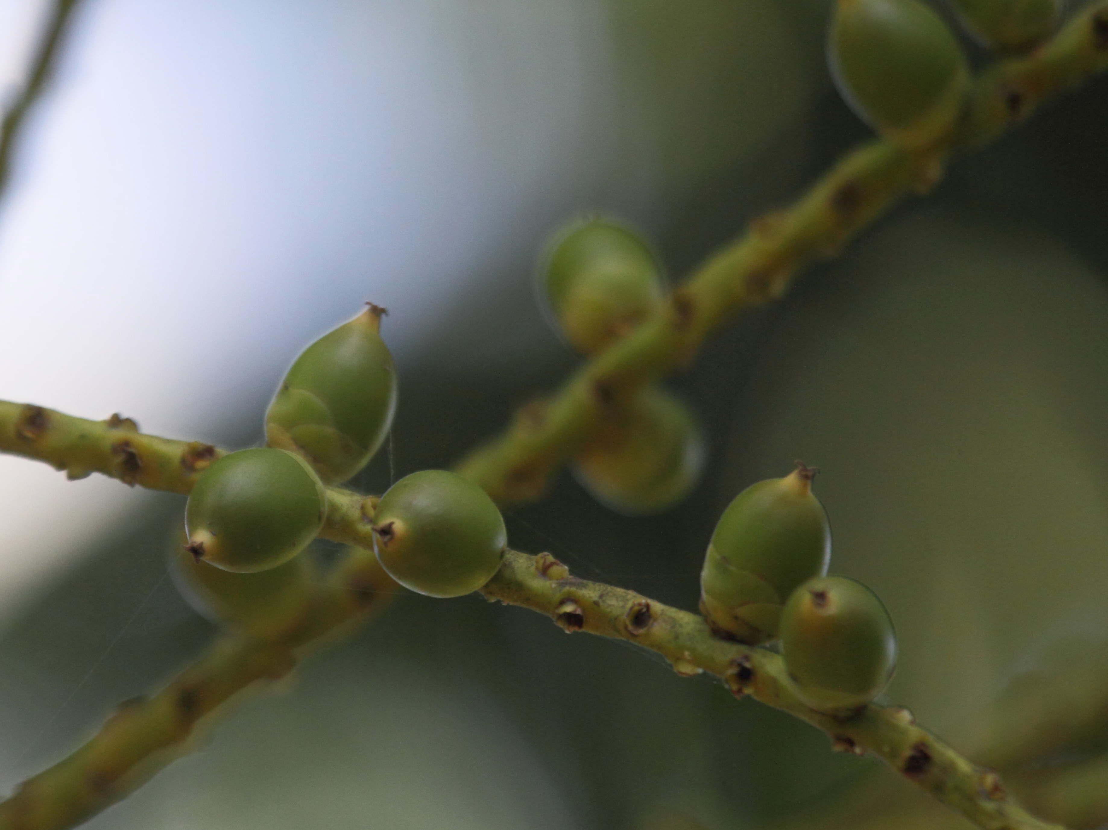 ptychosperma_macarthuri1bd