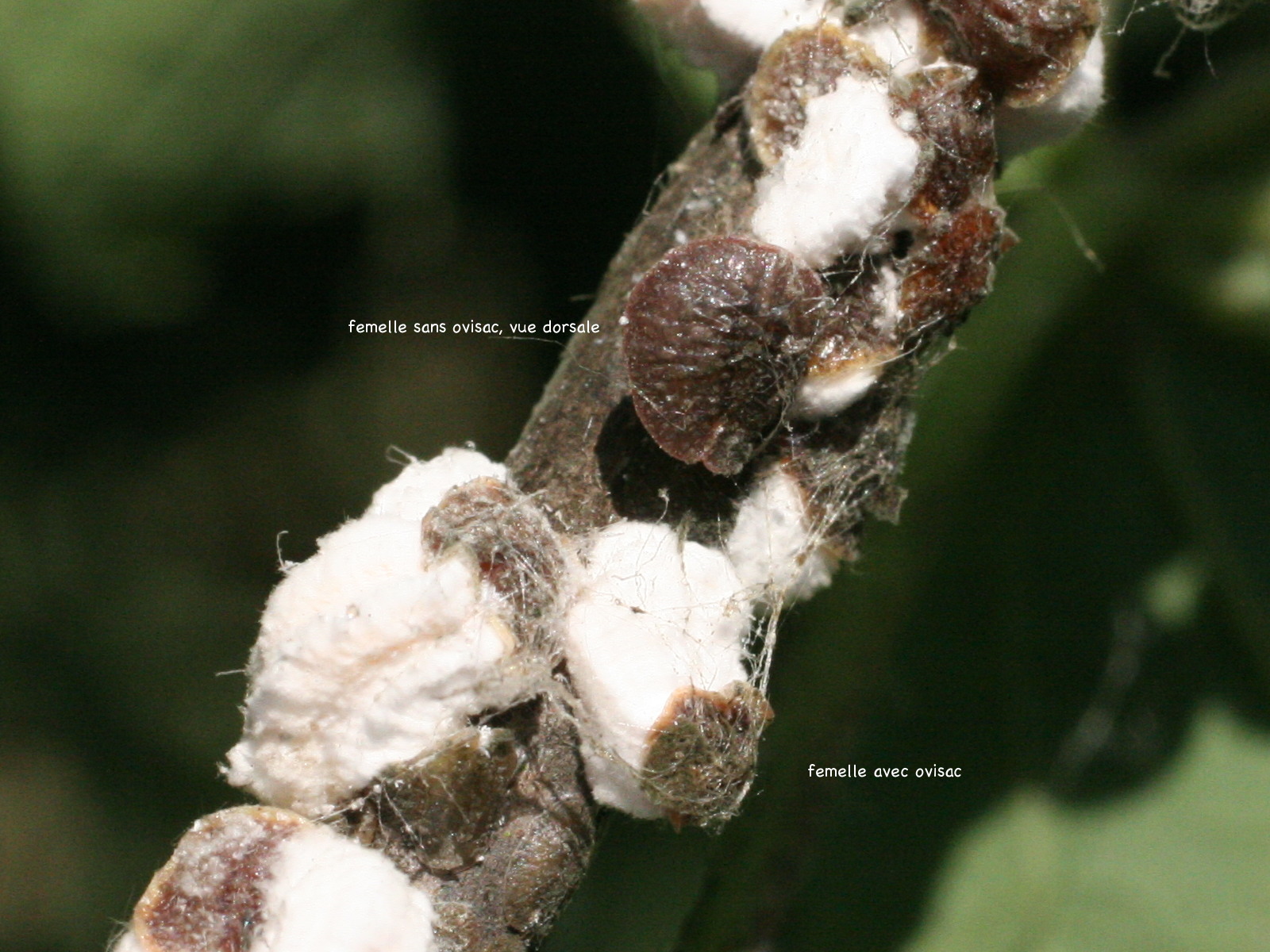 pulvinaria_vitis2bmd