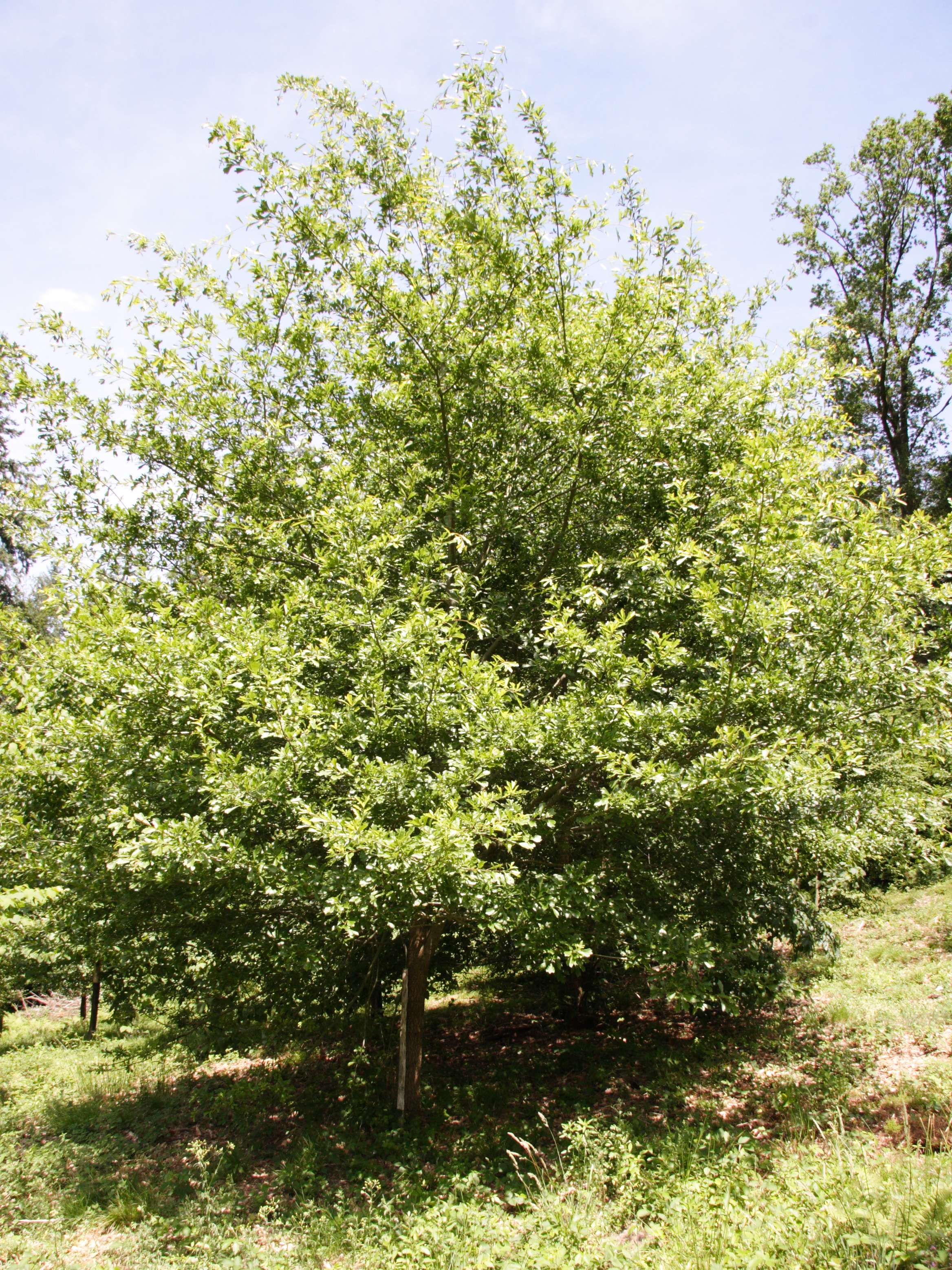 quercus_nigra1md