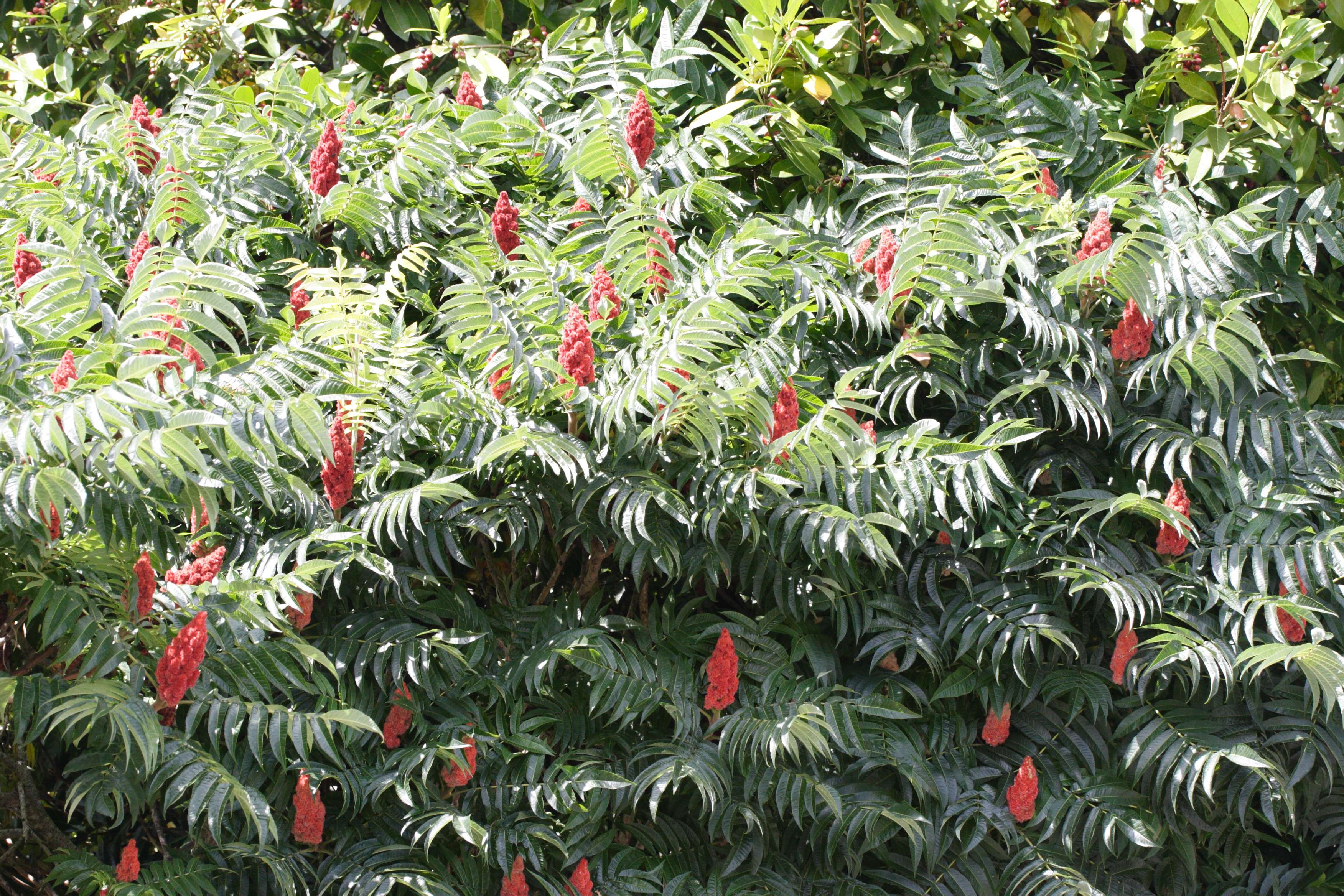 rhus_typhina6md
