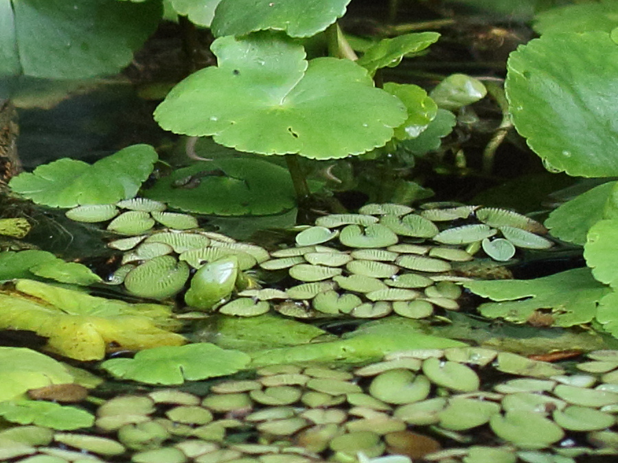 Afficher le média salvinia_auriculata3bd salvinia_auriculata3bd