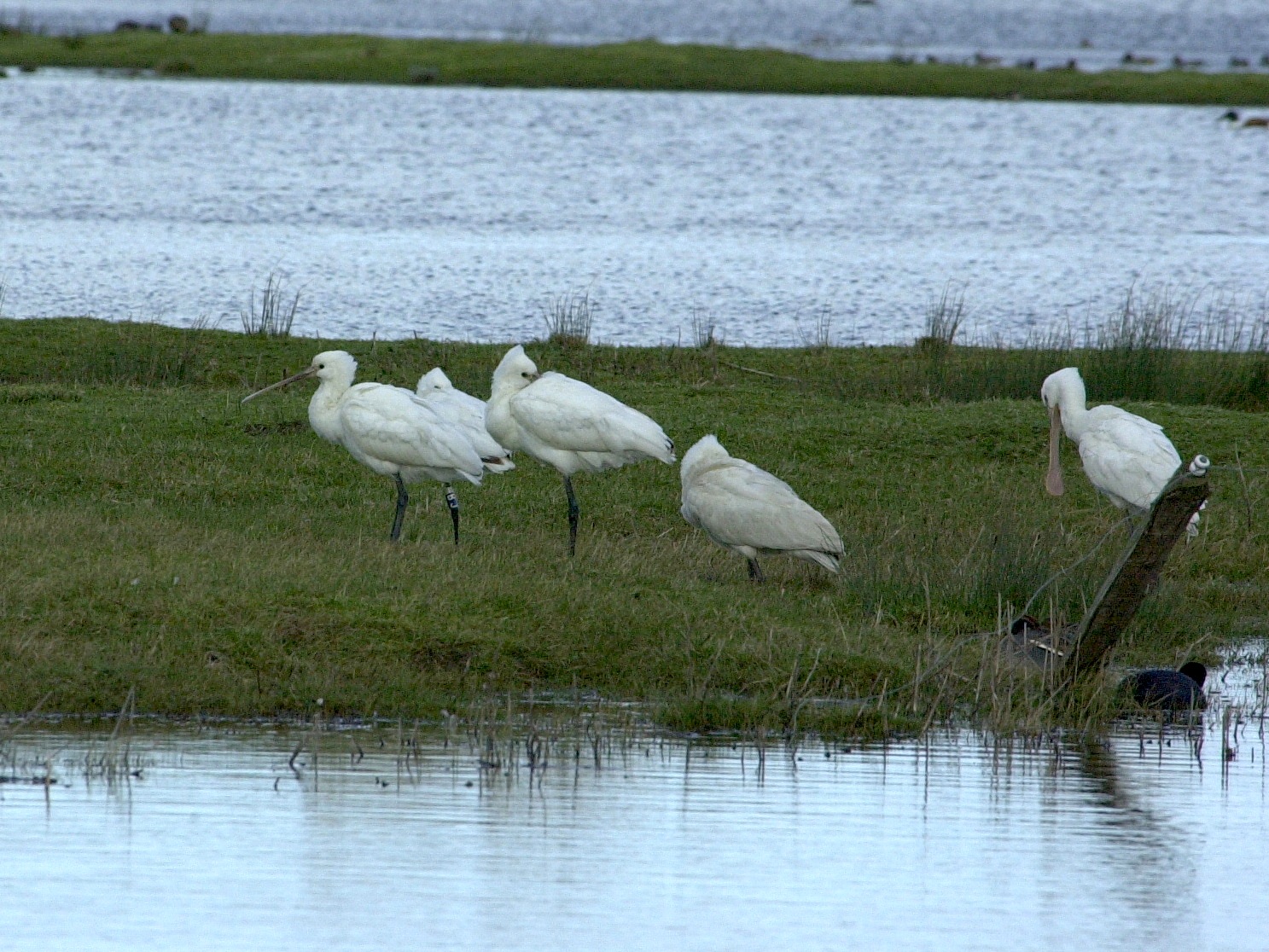 Afficher le média spatule_blanche_juv_-_platalea_leucorodia2bd spatule_blanche_juv_-_platalea_leucorodia2bd