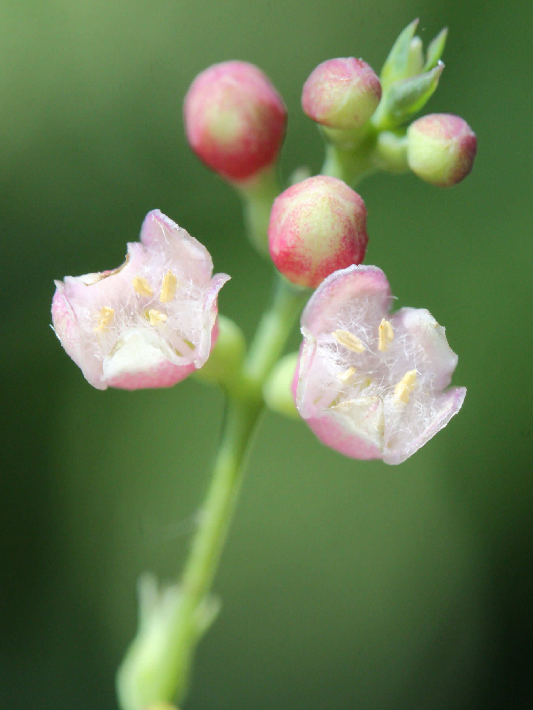 symphoricarpos_albus2md