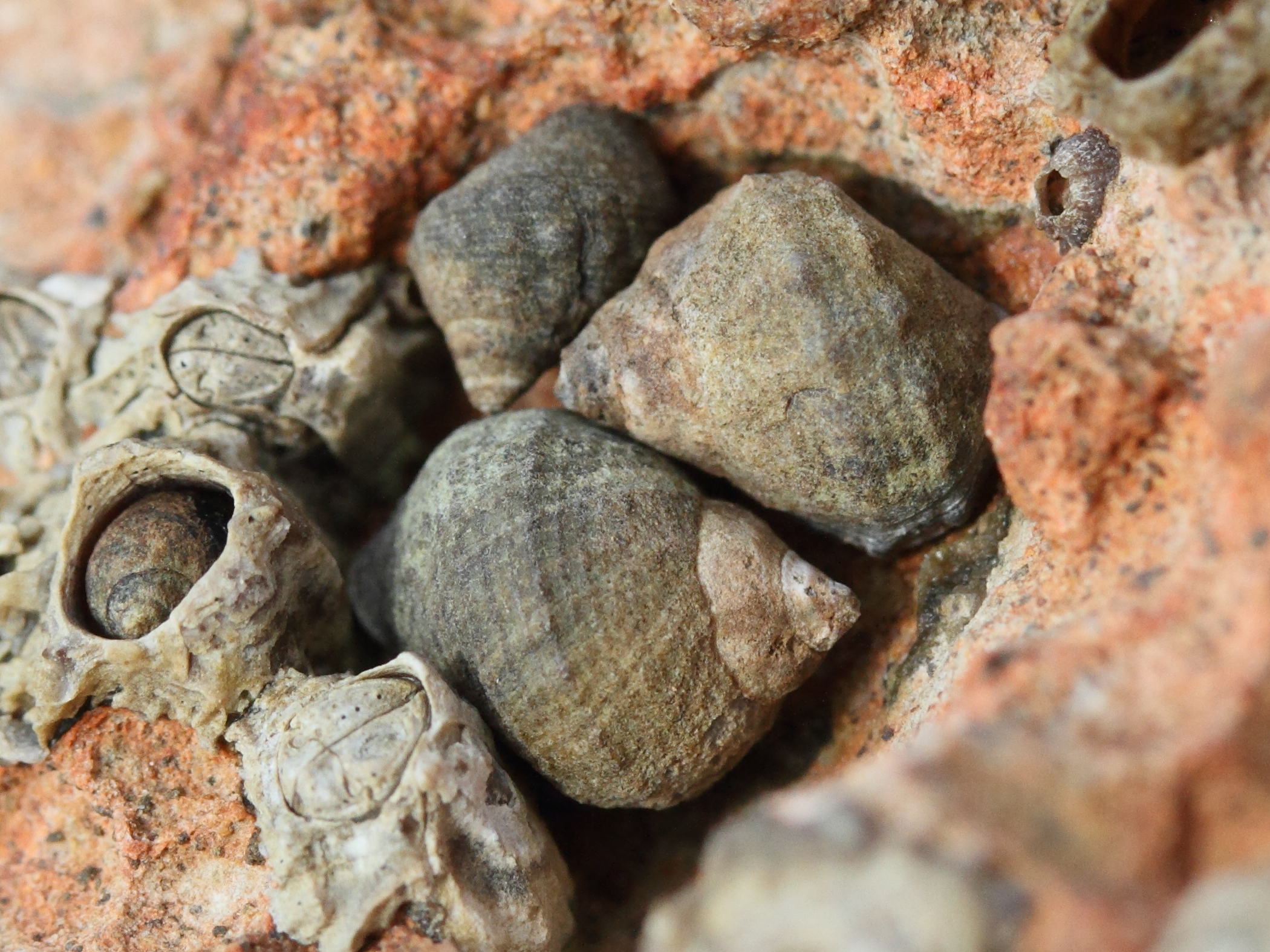 tectarius_striatus1md