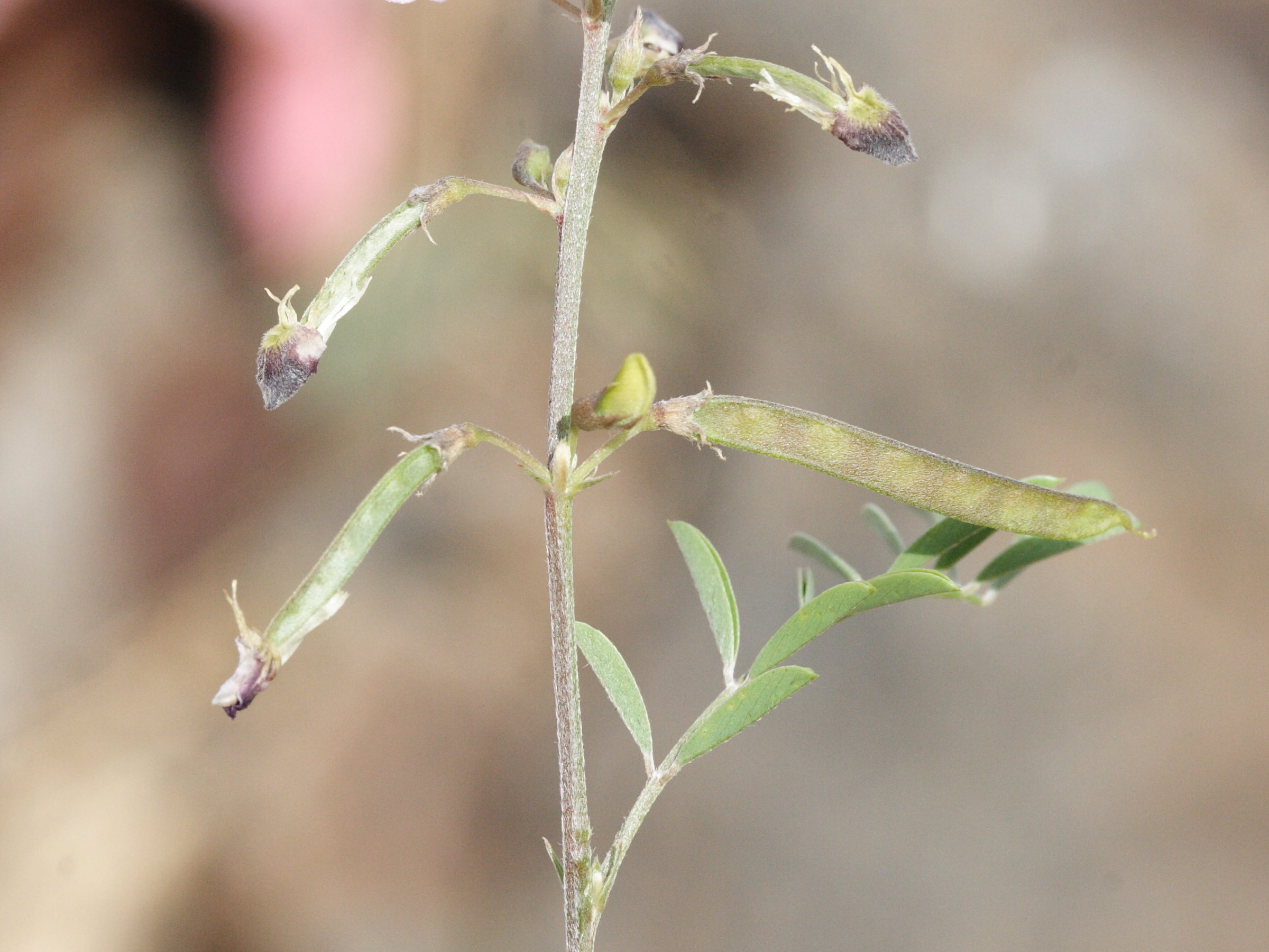 tephrosia_purpurea3md