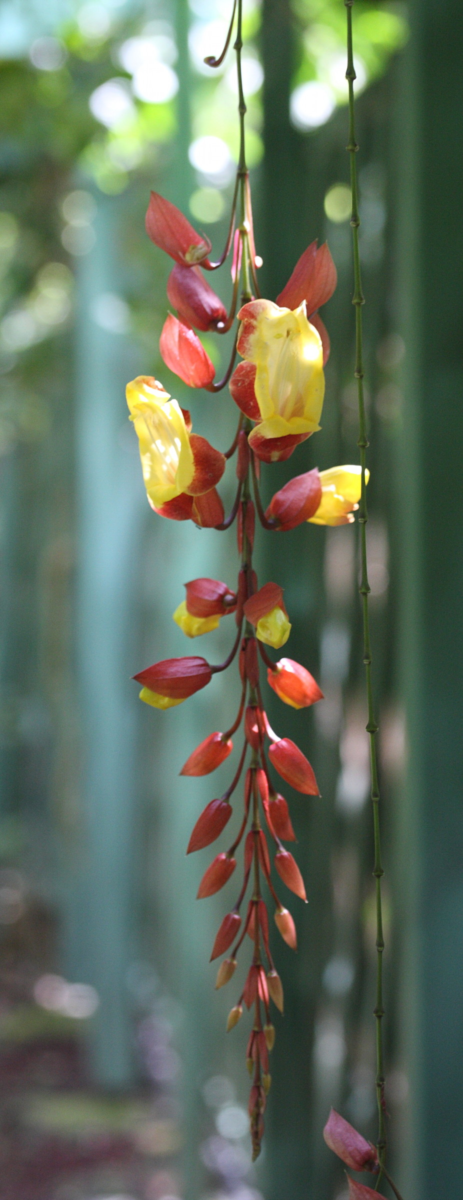 thunbergia_mysorensis3md