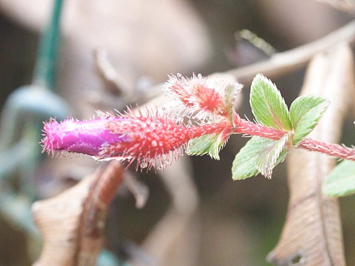 Afficher le média tibouchina_chamaecistus5md tibouchina_chamaecistus5md