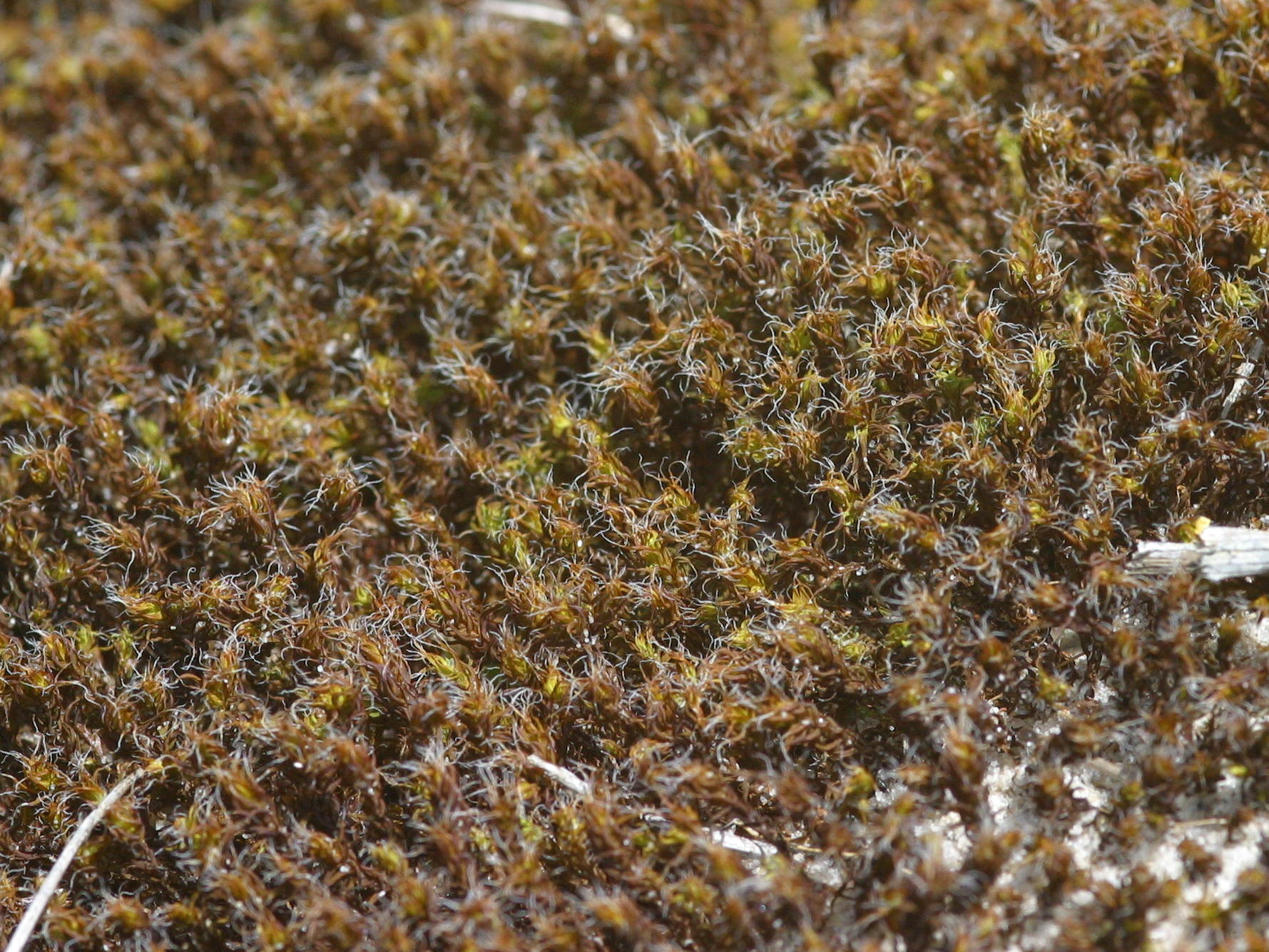 tortula_ruraliformis2md