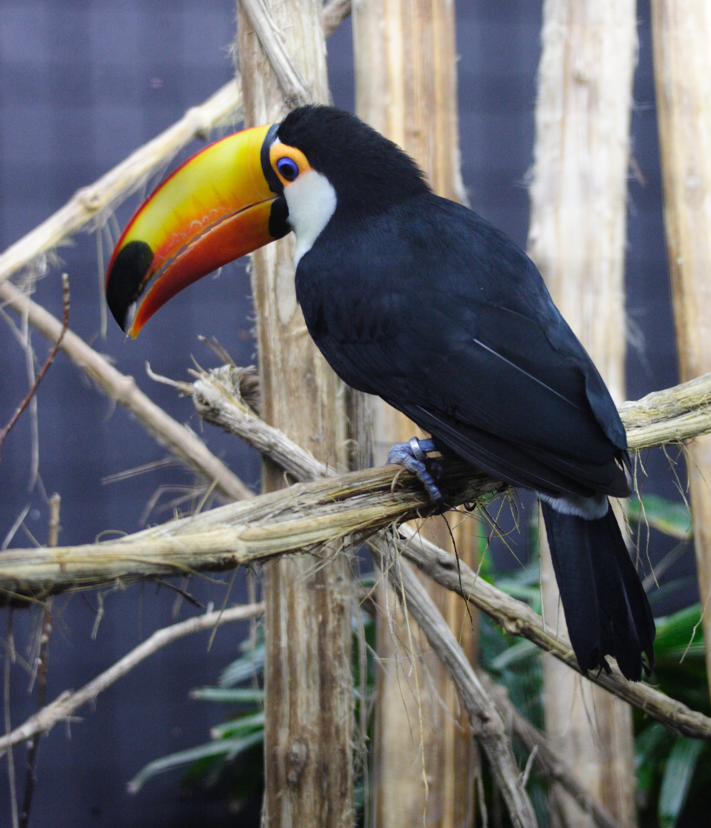 toucan_toco_-_ramphastos_toco1md