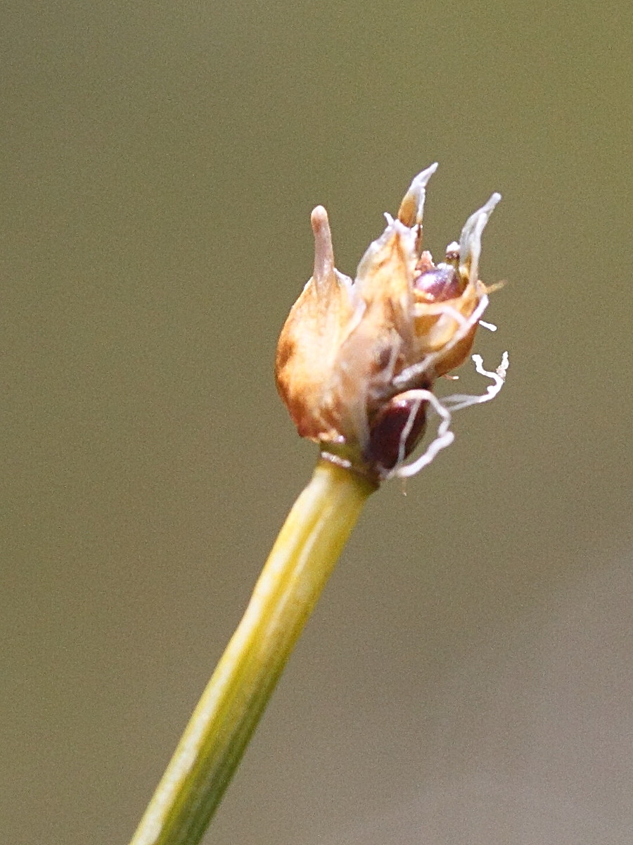 trichophorum_cespitosum2md