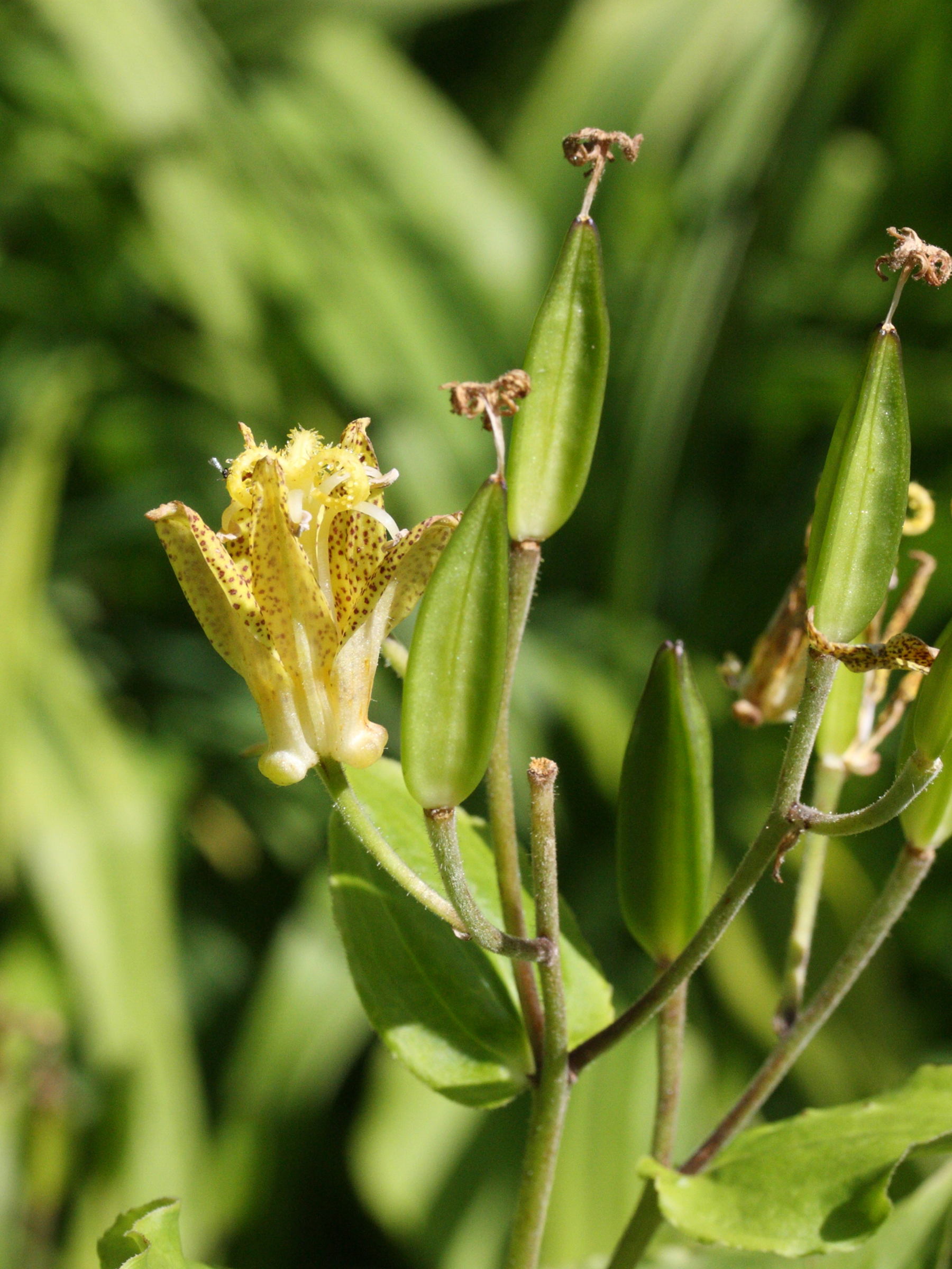 Afficher le média tricyrtis_latifolia2md tricyrtis_latifolia2md