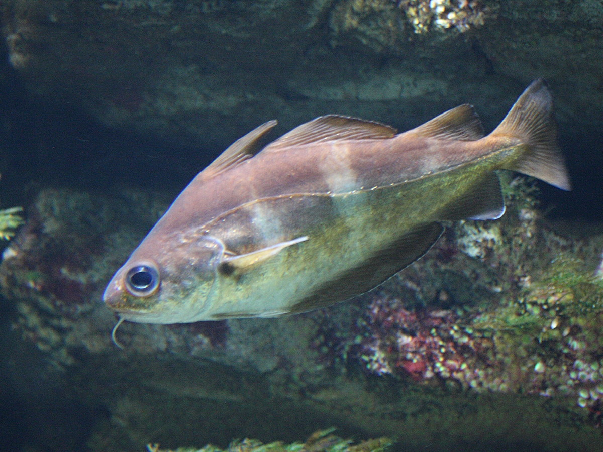 trisopterus_luscus3md