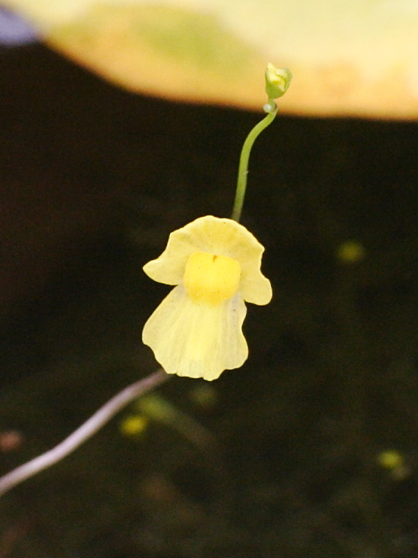 utricularia_gibba3md