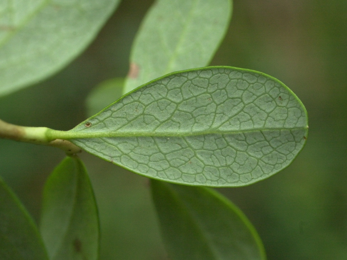 Afficher le média vaccinium_uliginosum2md vaccinium_uliginosum2md