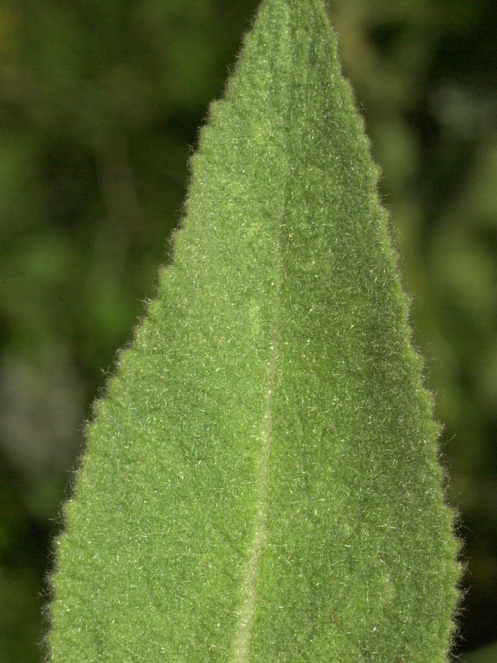 Afficher le média verbascum_thapsus4md verbascum_thapsus4md