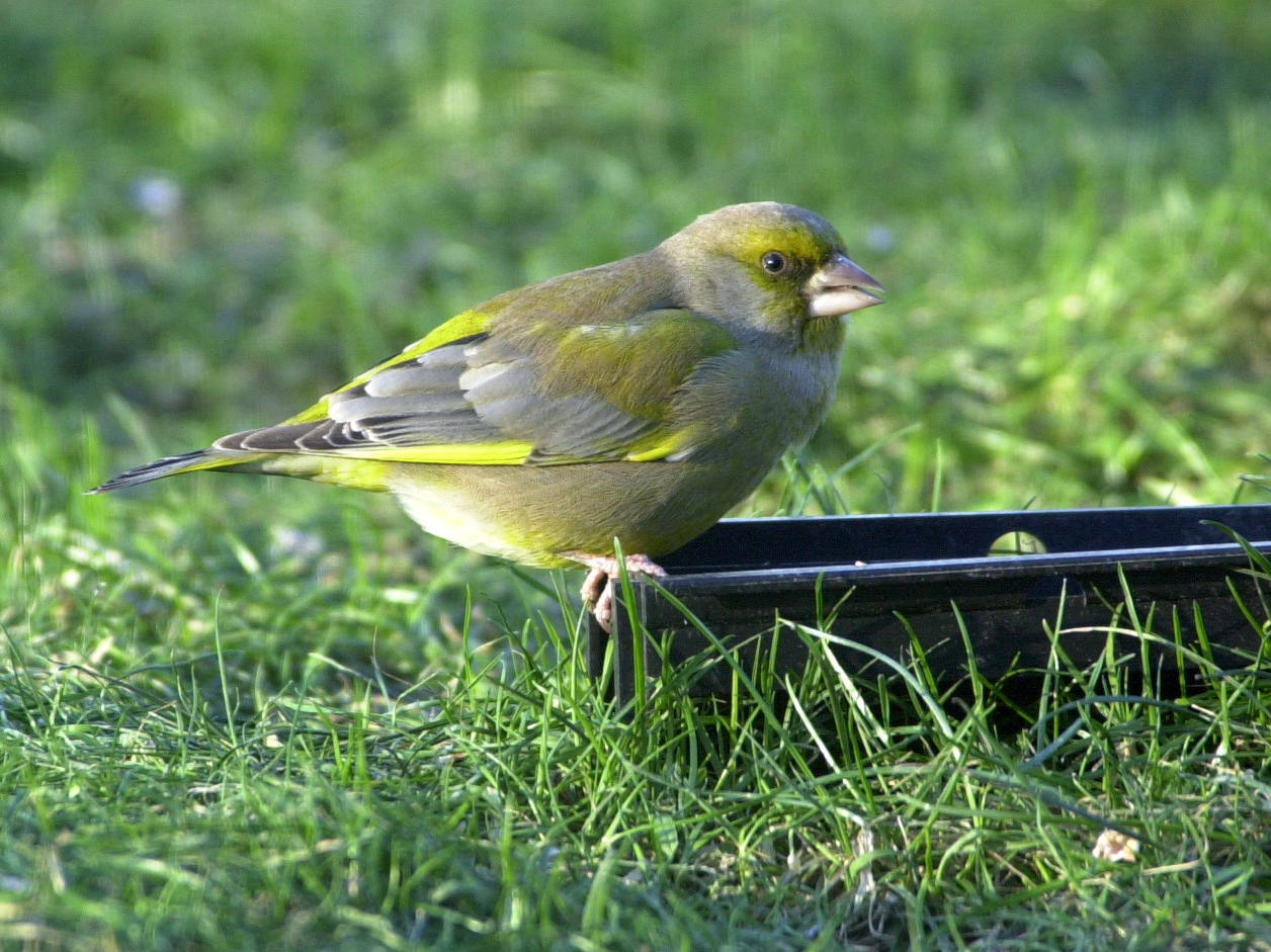 verdier_d-europe_-_carduelis_chloris3md