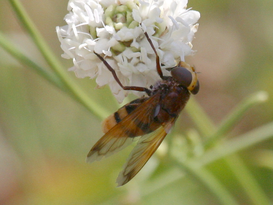 volucella_zonaria5md