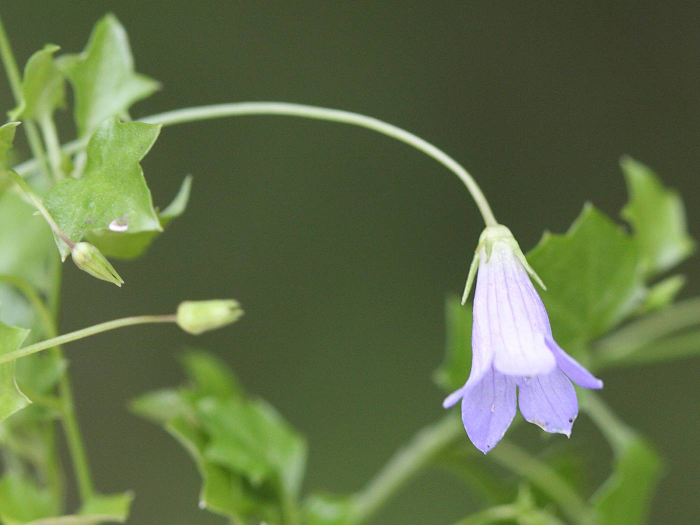 Afficher le média wahlenbergia_hederacea2bd wahlenbergia_hederacea2bd