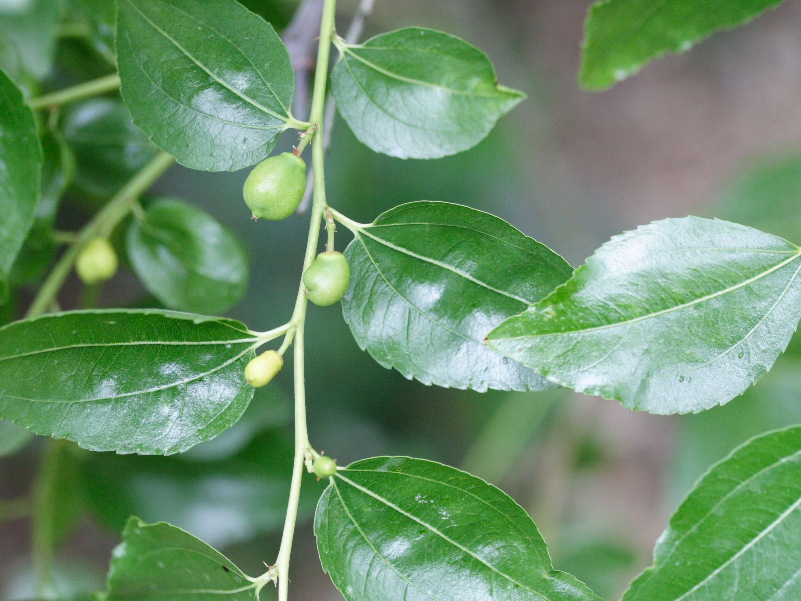 Afficher le média ziziphus_jujuba4md ziziphus_jujuba4md