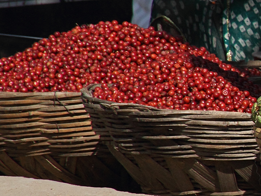 Afficher le média ziziphus_jujuba8md ziziphus_jujuba8md