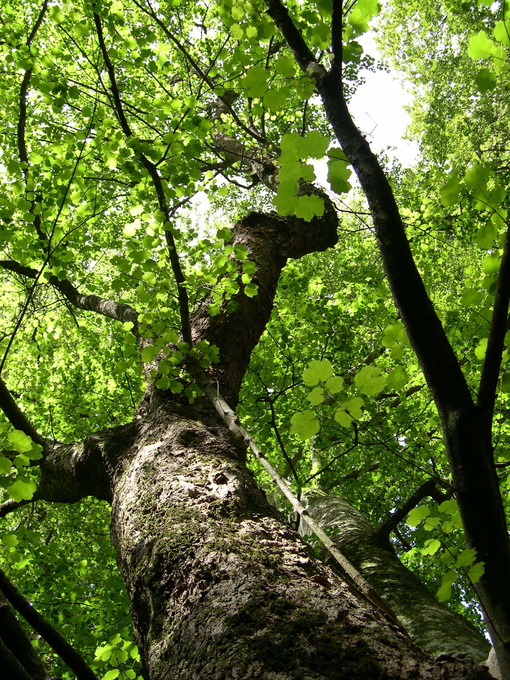 Afficher le média acer_opalus6md acer_opalus6md