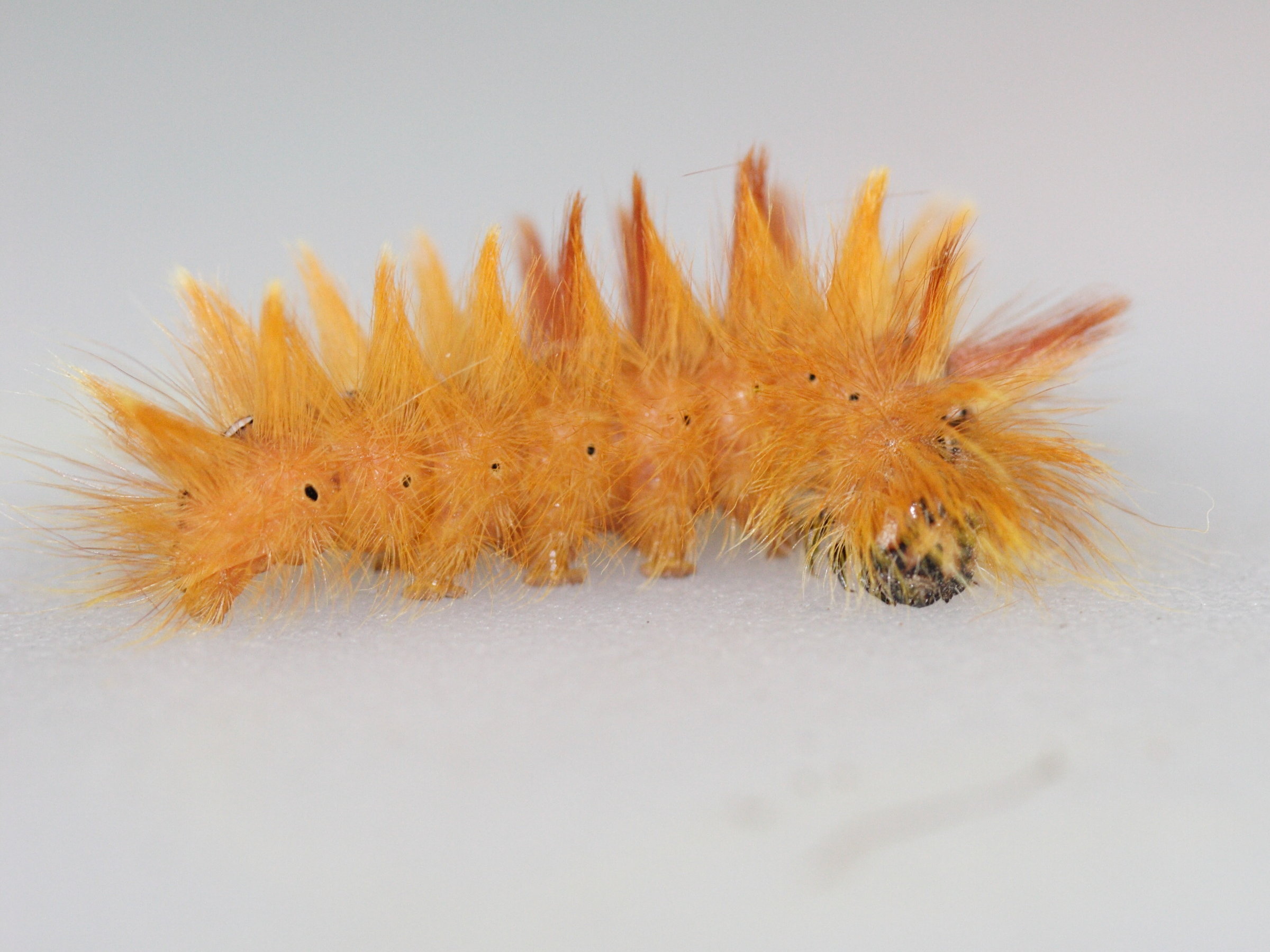 acronicta_aceris_ch2md