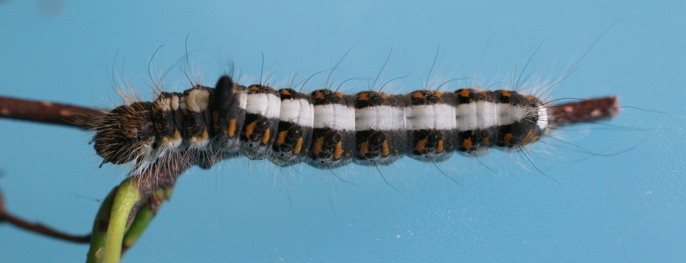 acronicta_psi_ch2bd