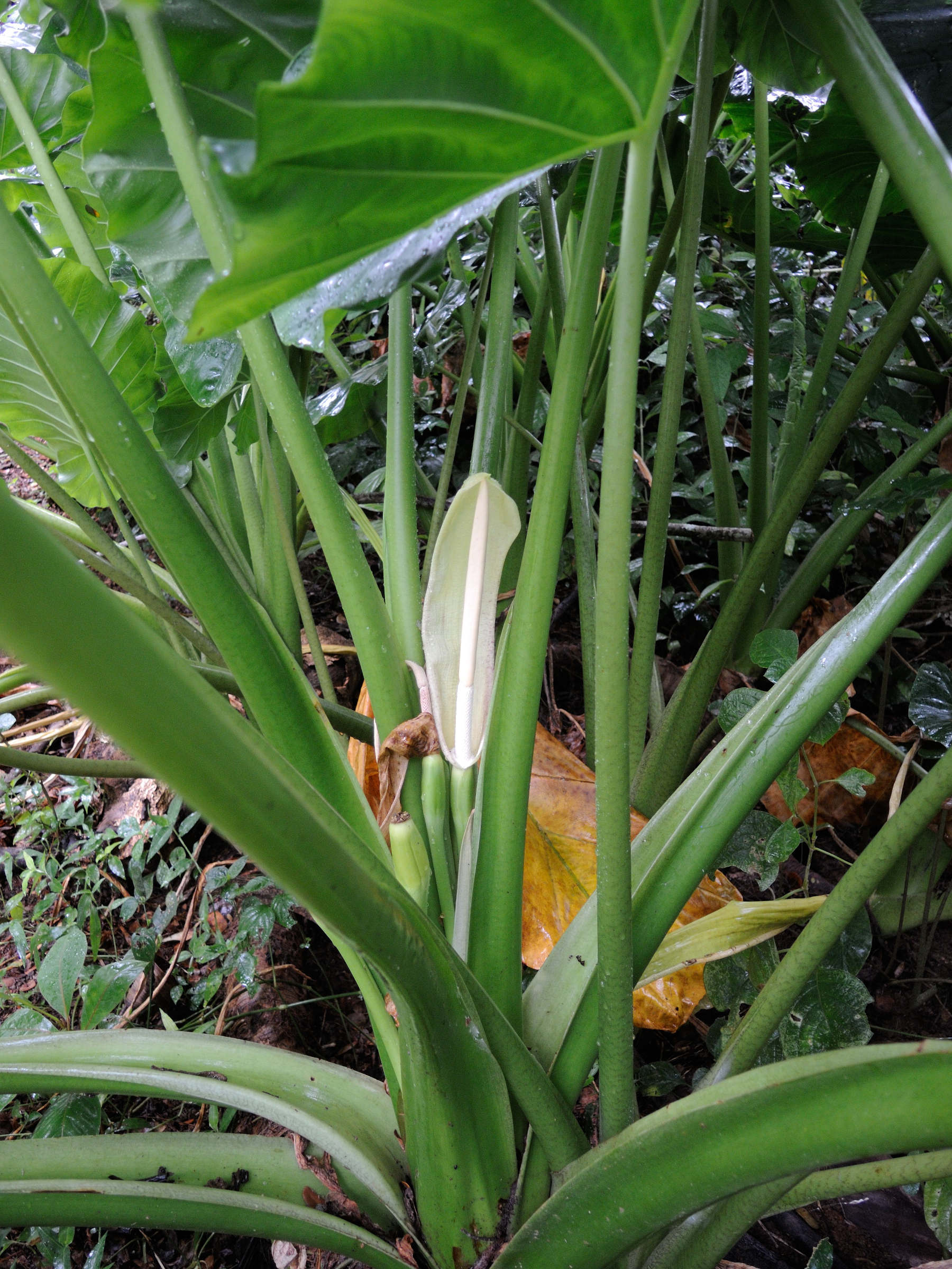 alocasia_macrorrhizos4md