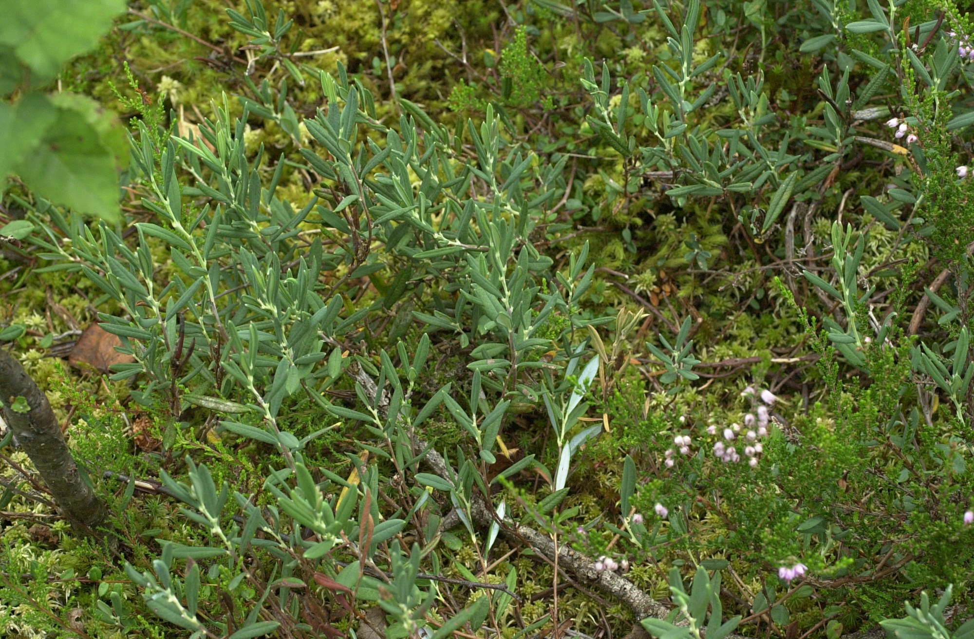 Afficher le média andromeda_polifolia1md andromeda_polifolia1md