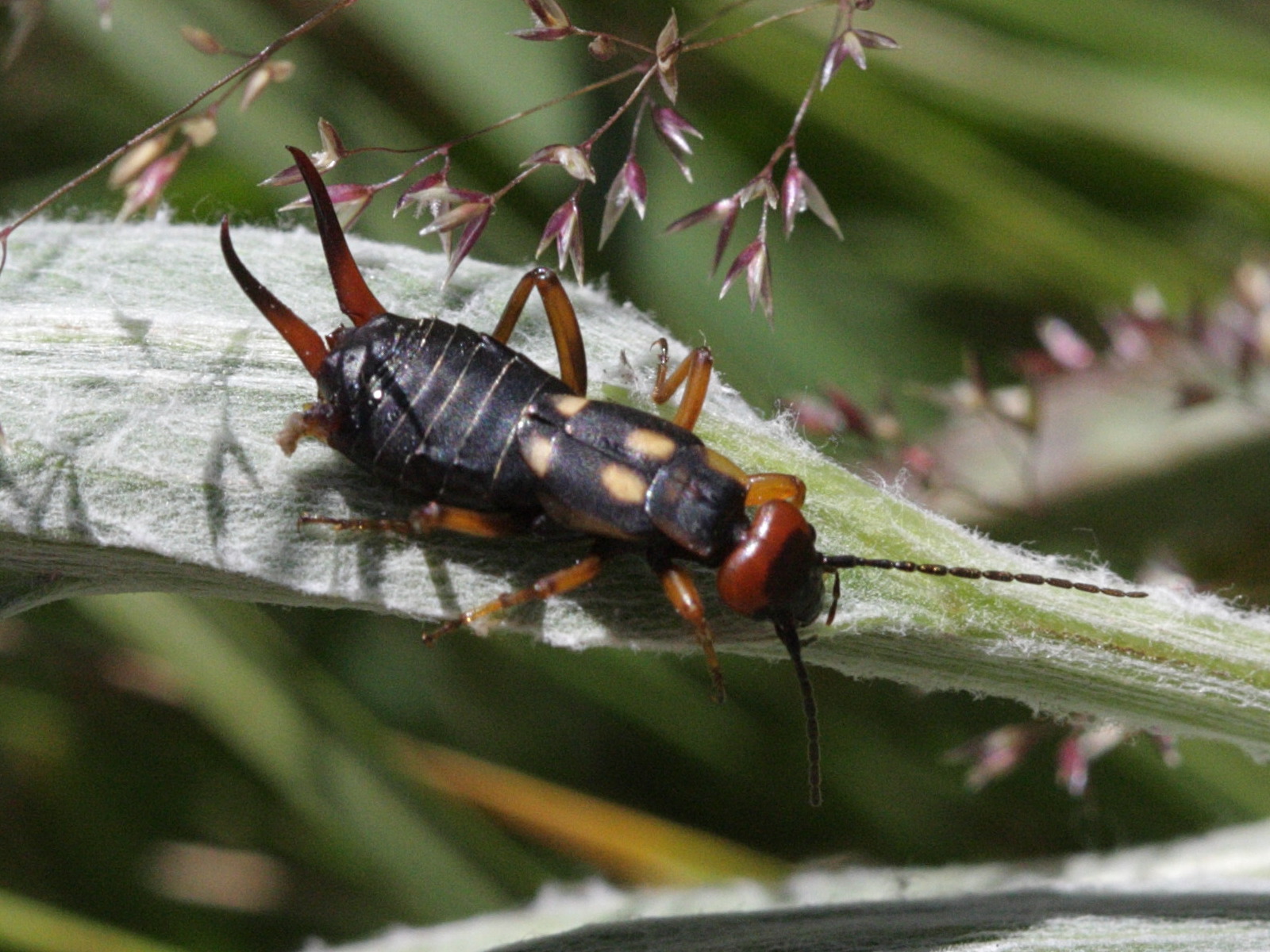 anechura_bipunctata1bd