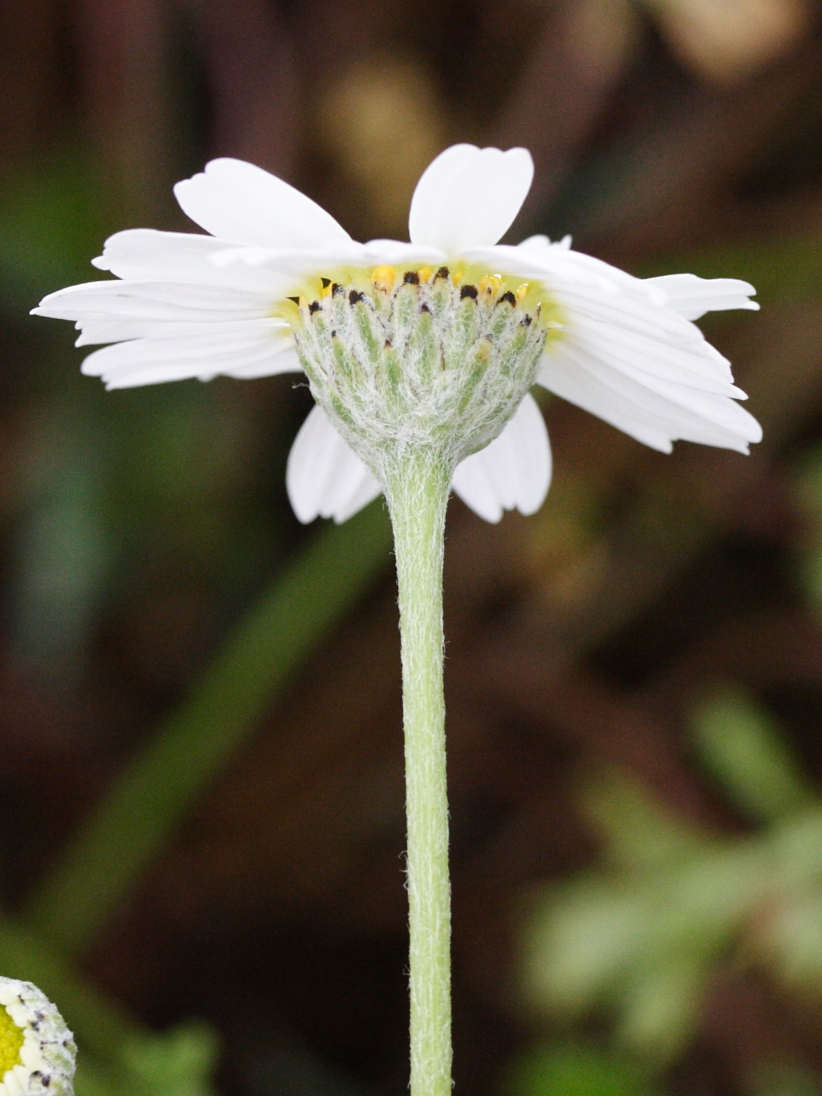 Afficher le média anthemis_nobilis4md anthemis_nobilis4md