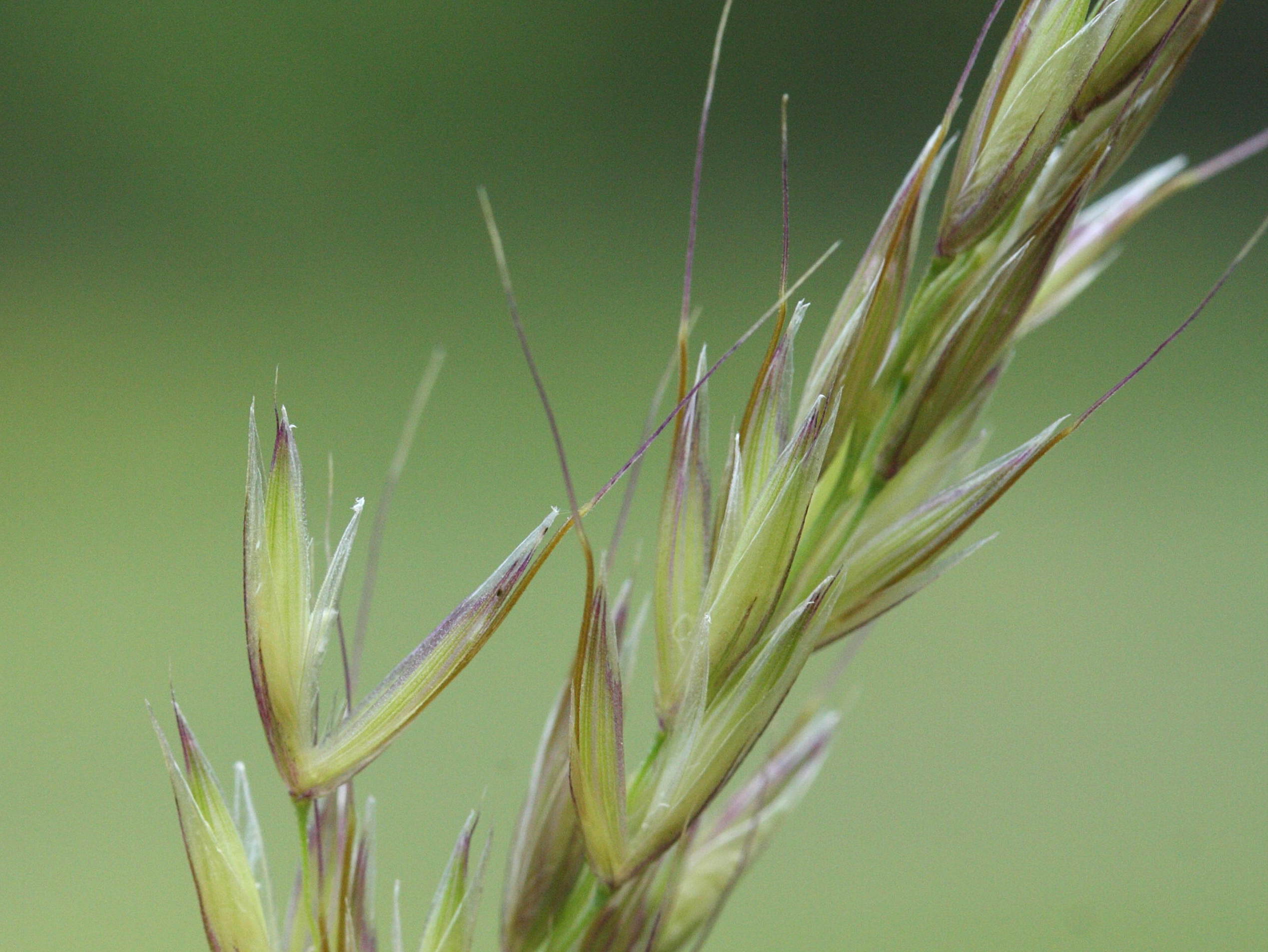 arrhenatherum_elatius3md