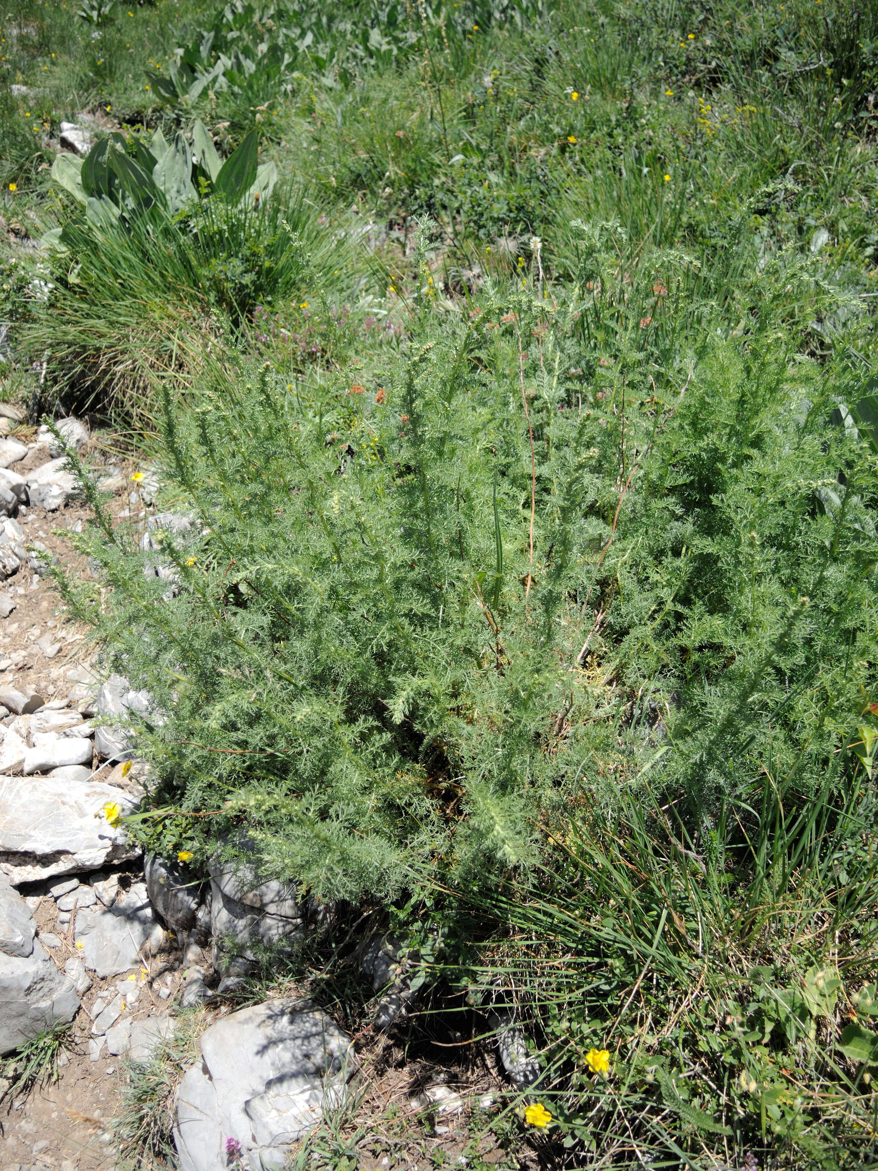 Afficher le média artemisia_chamaemelifolia2md artemisia_chamaemelifolia2md