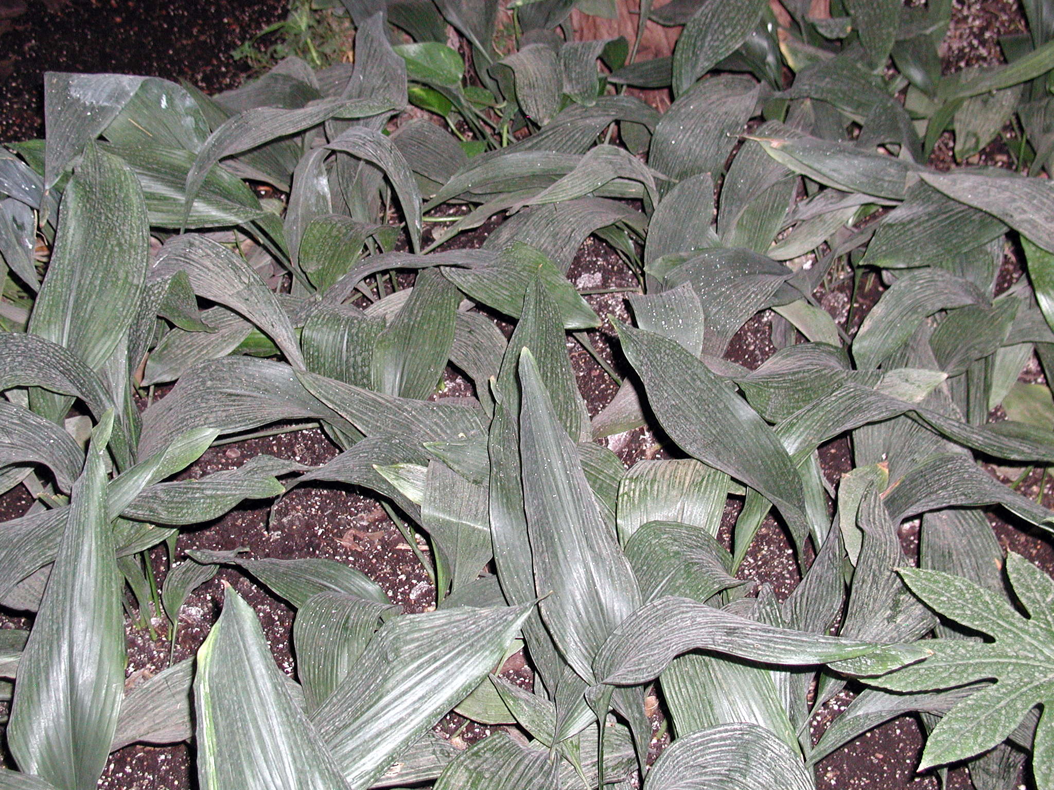 aspidistra_elatior1md