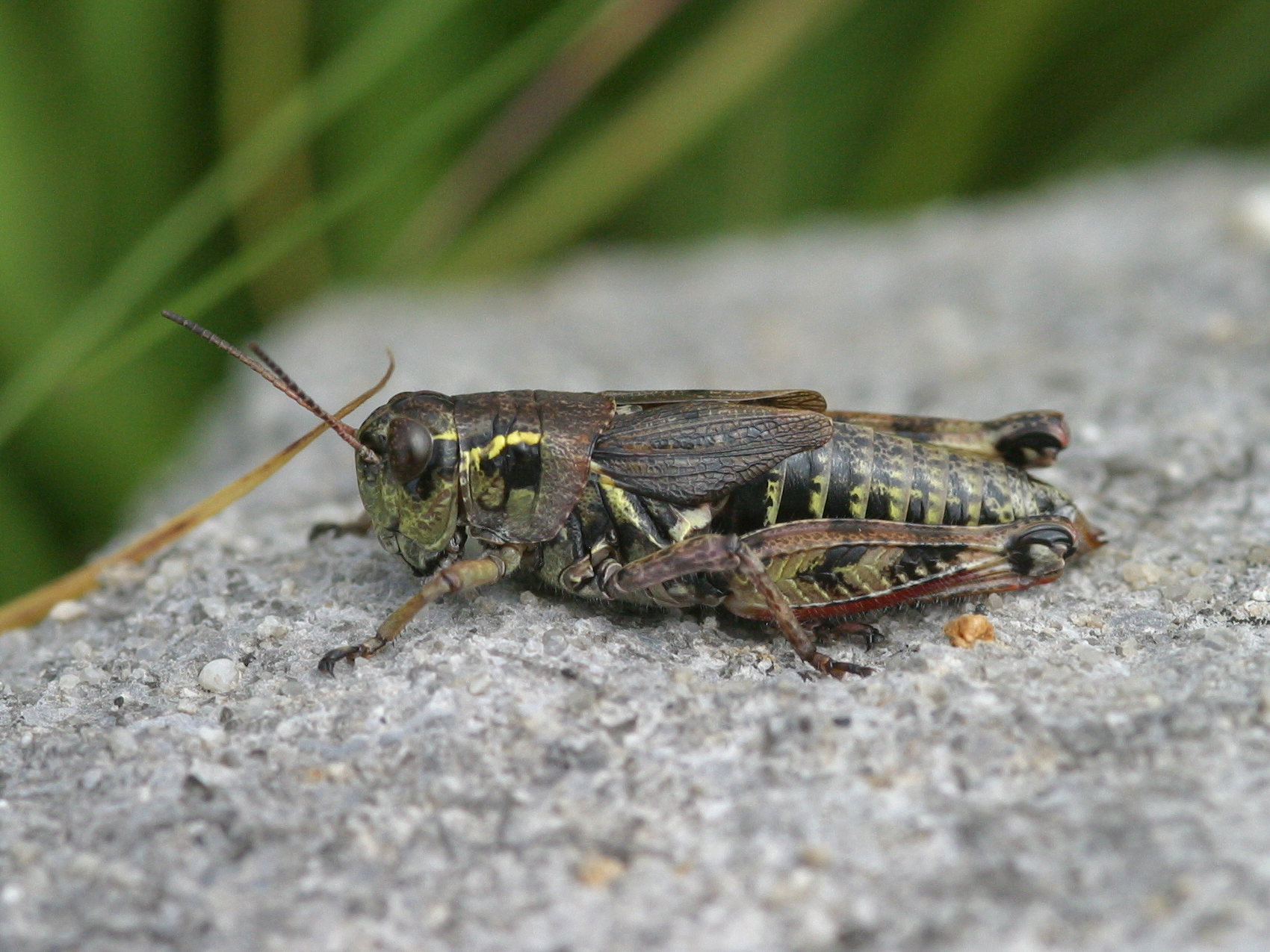 bohemanella_frigida1bd