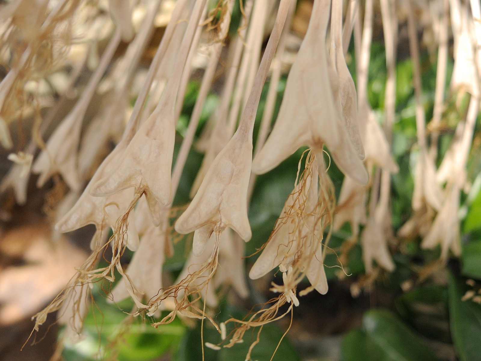 boophone_disticha4md