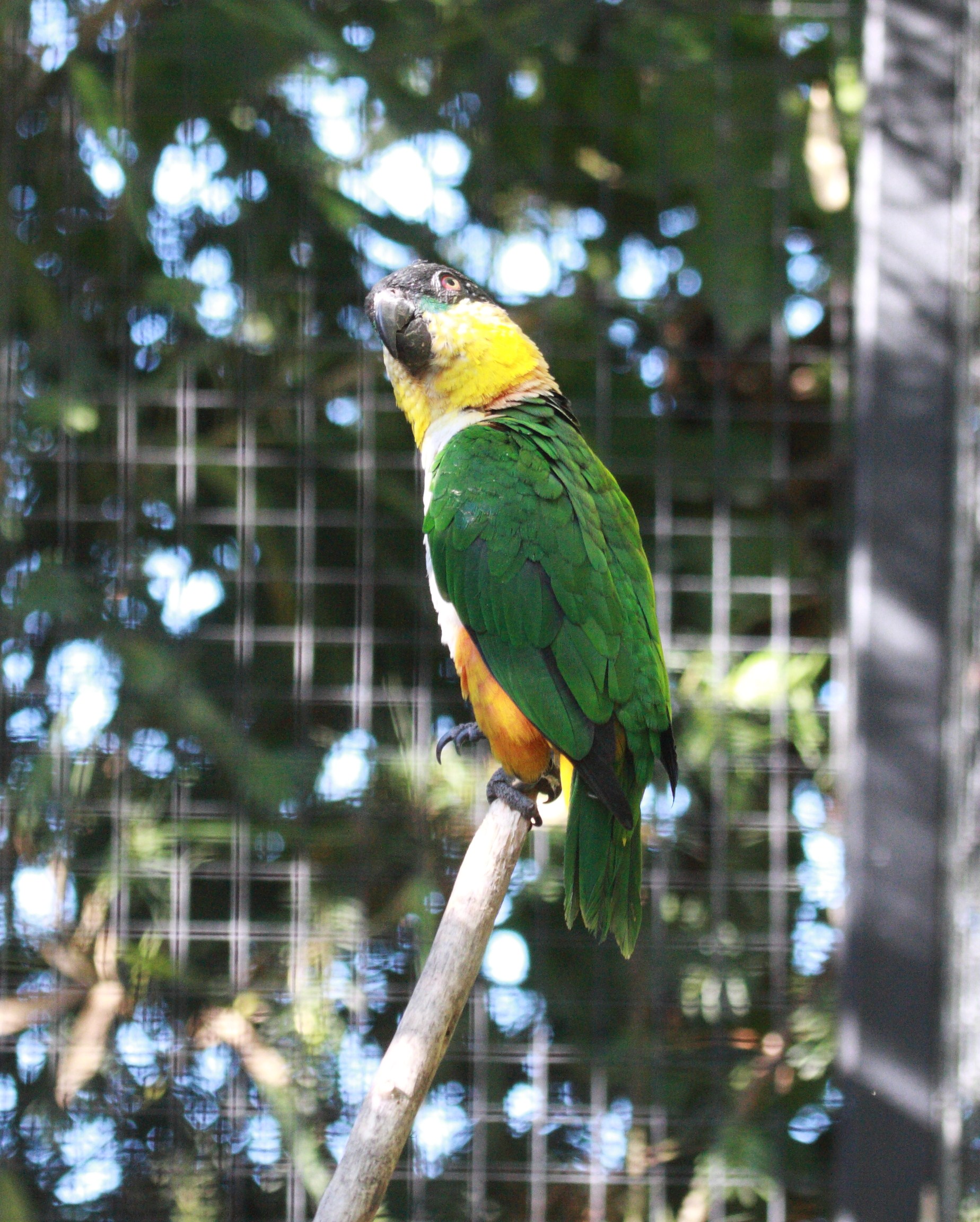caique_maipouri_-_pionites_melanocephalus2bd