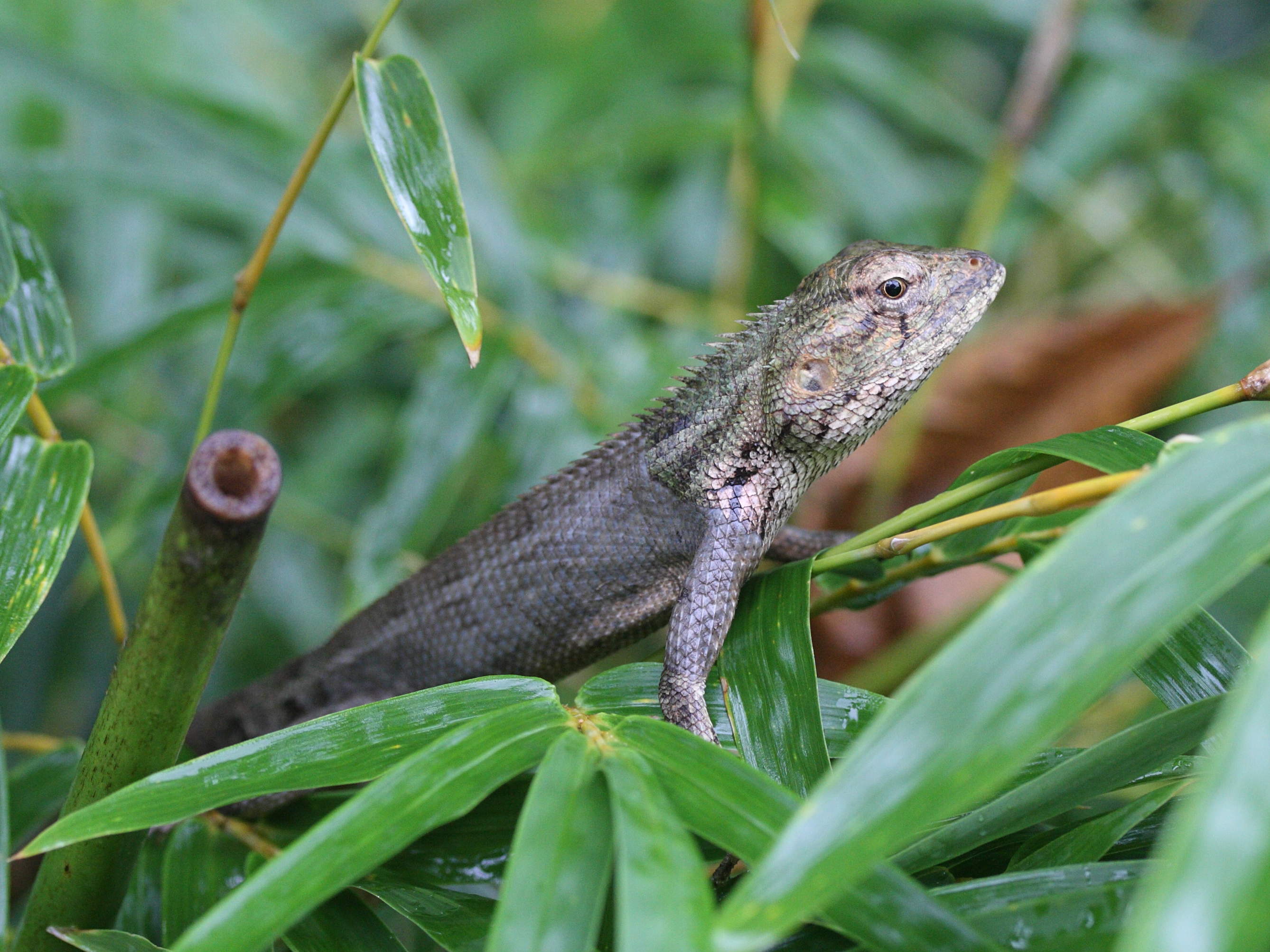 calotes_versicolor2bd