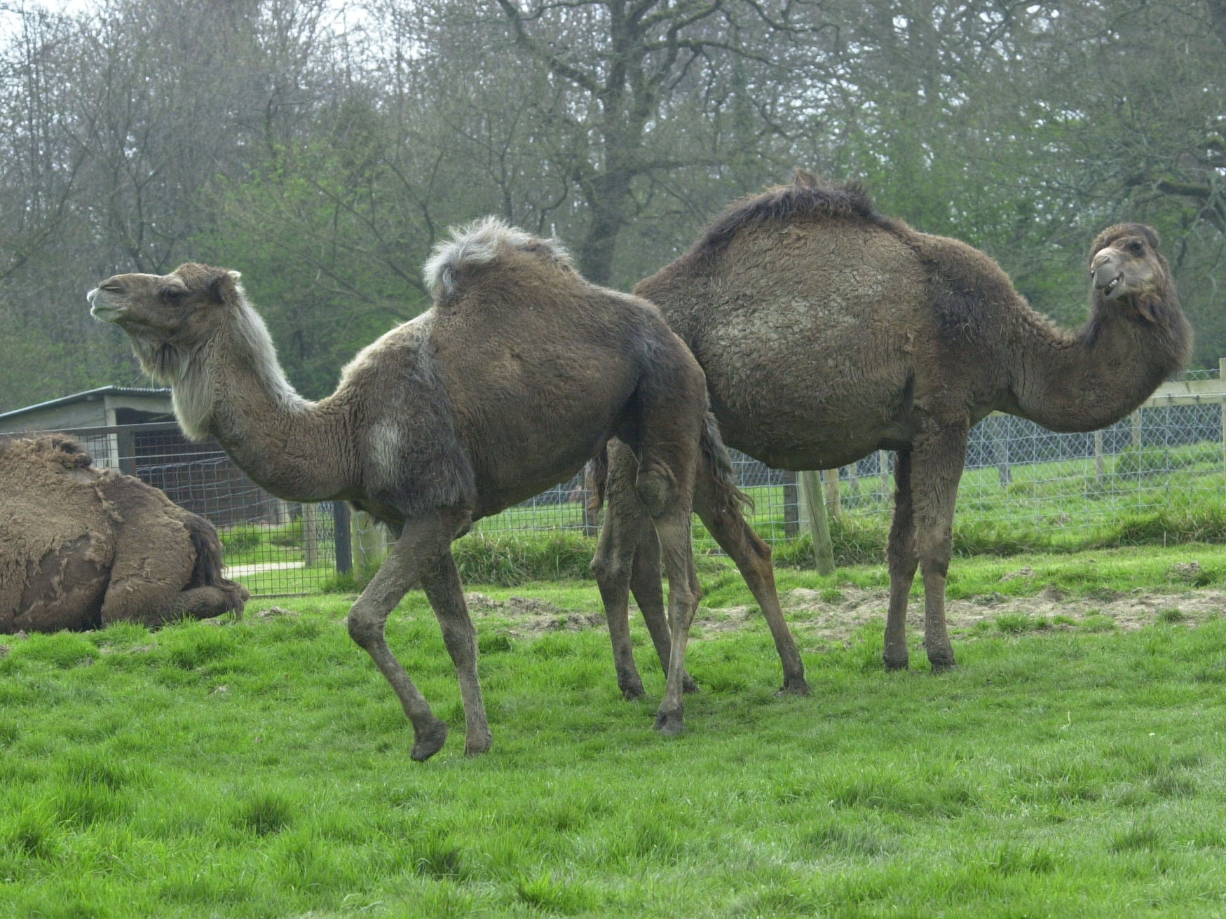 camelus_dromadarius1md