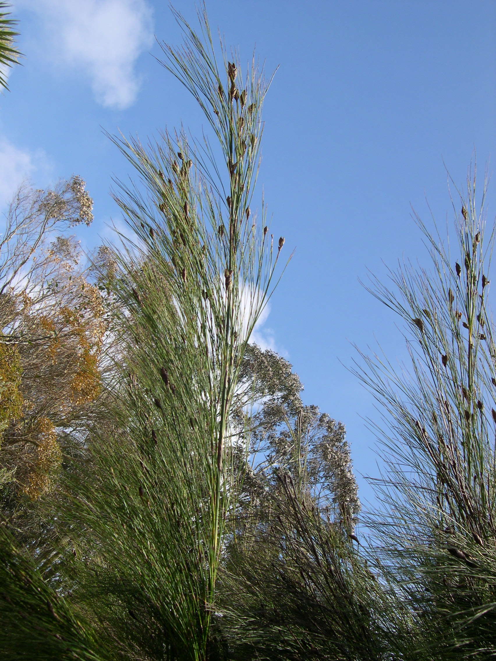 cannomois_virgata3md